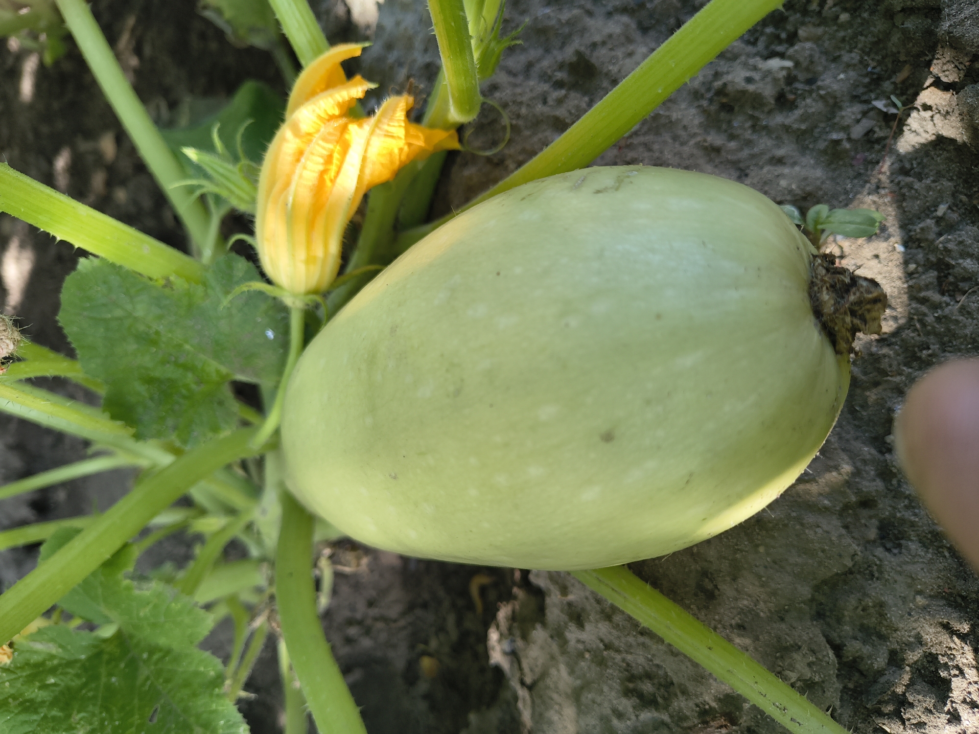 A light green, oblong squash rests on the ground, surrounded by the plant's thick, green stem and leaves. A bright yellow squash blossom is visible to the right of the squash. The ground appears to be dark soil, with some dry, cracked earth and scattered debris. The image is taken outdoors, likely in a garden or farm setting. The location is identified as Mikhaylovka, Russia.