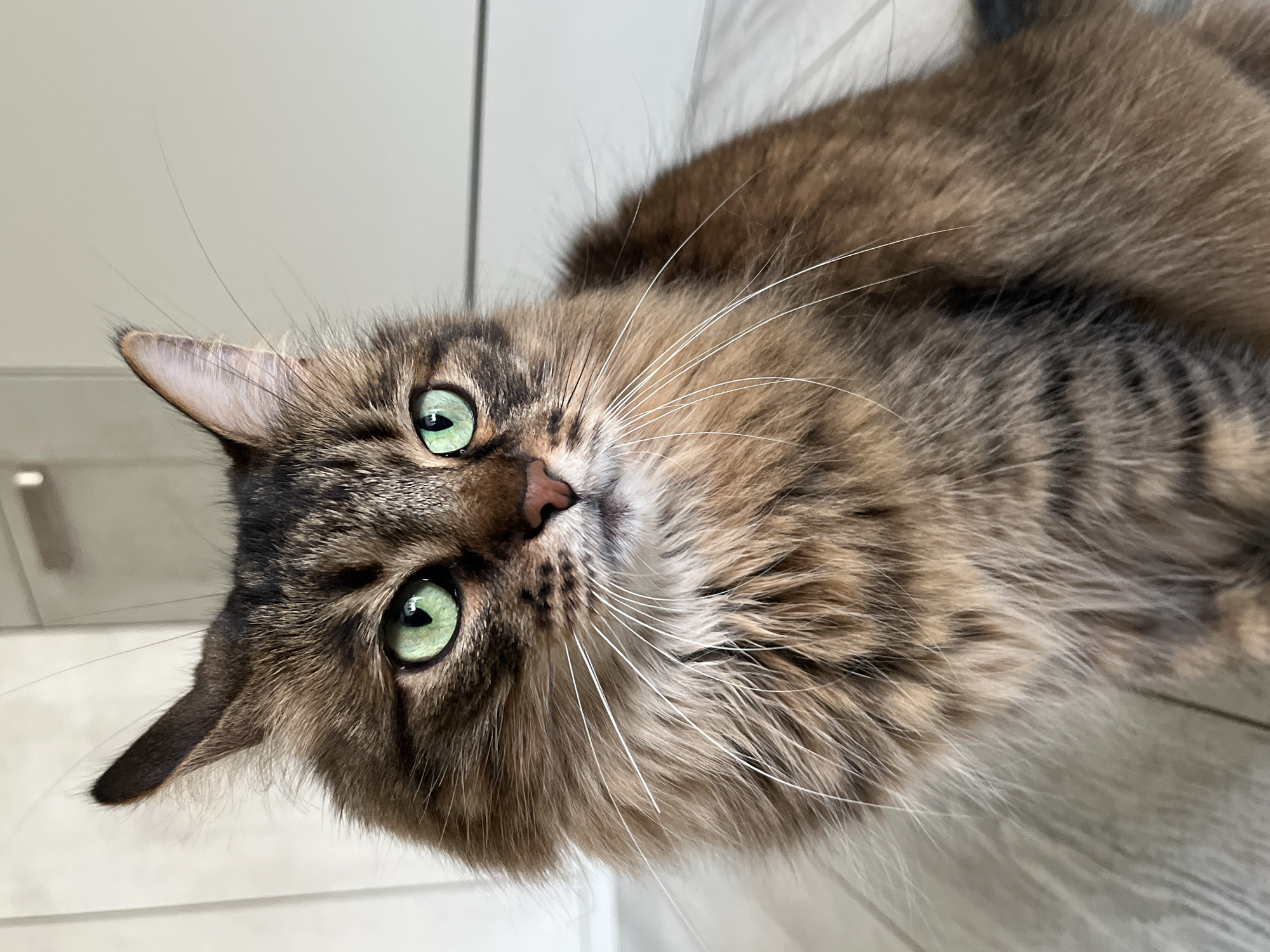 This is a close-up, low-angle, outdoor shot of a fluffy brown tabby cat with striking green eyes. The cat is lying down on a light-colored, textured surface that appears to be wood flooring, possibly in a home or an outdoor patio area. The lighting suggests it's daytime, with soft natural light illuminating the cat's fur and face. The cat's gaze is directed towards the camera, and its expression is calm and alert. Its long, white whiskers are prominently displayed against its fur. The background is slightly blurred, focusing attention on the cat. The image is oriented vertically, with the cat's head at the top and its body extending downwards. The detail and focus on the cat's facial features, particularly its eyes and fur texture, are exceptional. The location context of Babruysk, Belarus, does not provide specific visual cues within the image itself, but it suggests the geographical origin of the photograph. There is no visible text in the image.