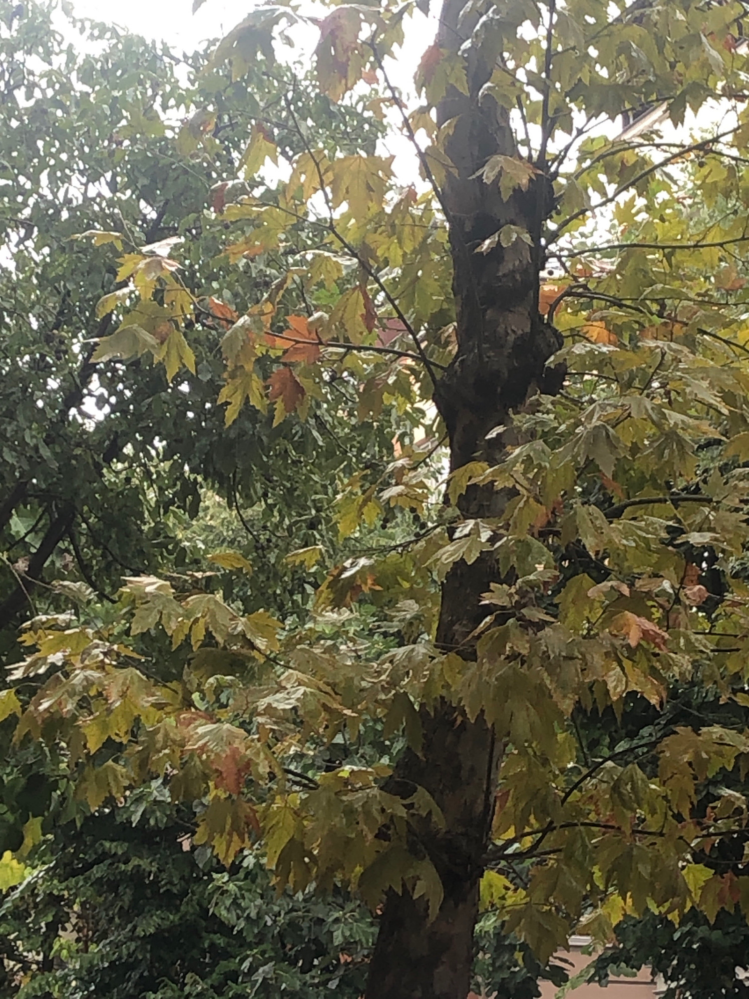 A close-up shot focuses on the trunk and branches of a tree, likely a sycamore, with leaves displaying early autumn colors of green and yellow, interspersed with some reddish-brown hues. The textured bark of the tree is visible in the center of the frame. The background is filled with dense foliage of other trees, creating a lush, green canopy. The sky above is overcast and bright, suggesting a cloudy day. The scene appears to be outdoors in an urban or suburban setting. Based on the provided information, this scene is located in Bayrampaşa, Turkey. No people or specific actions are depicted.