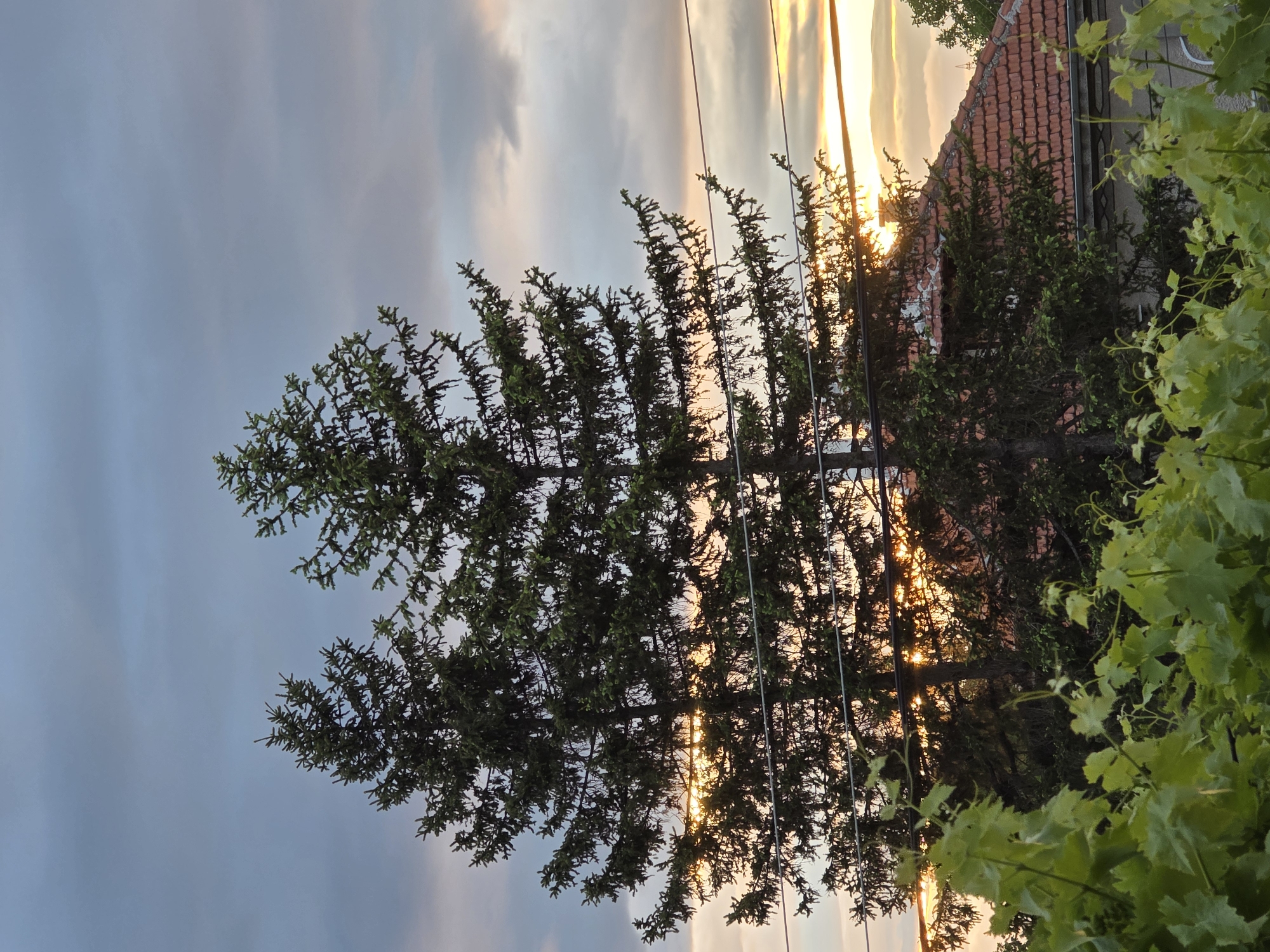 The image shows a tree in Yagodovo, Bulgaria, with a tiled roof visible in the background. The sun is setting, creating a warm glow between the branches and silhouetting the tree. There are overhead wires running across the frame. In the foreground, there are vines with green leaves. The sky is a mix of blue, gray, and orange hues.