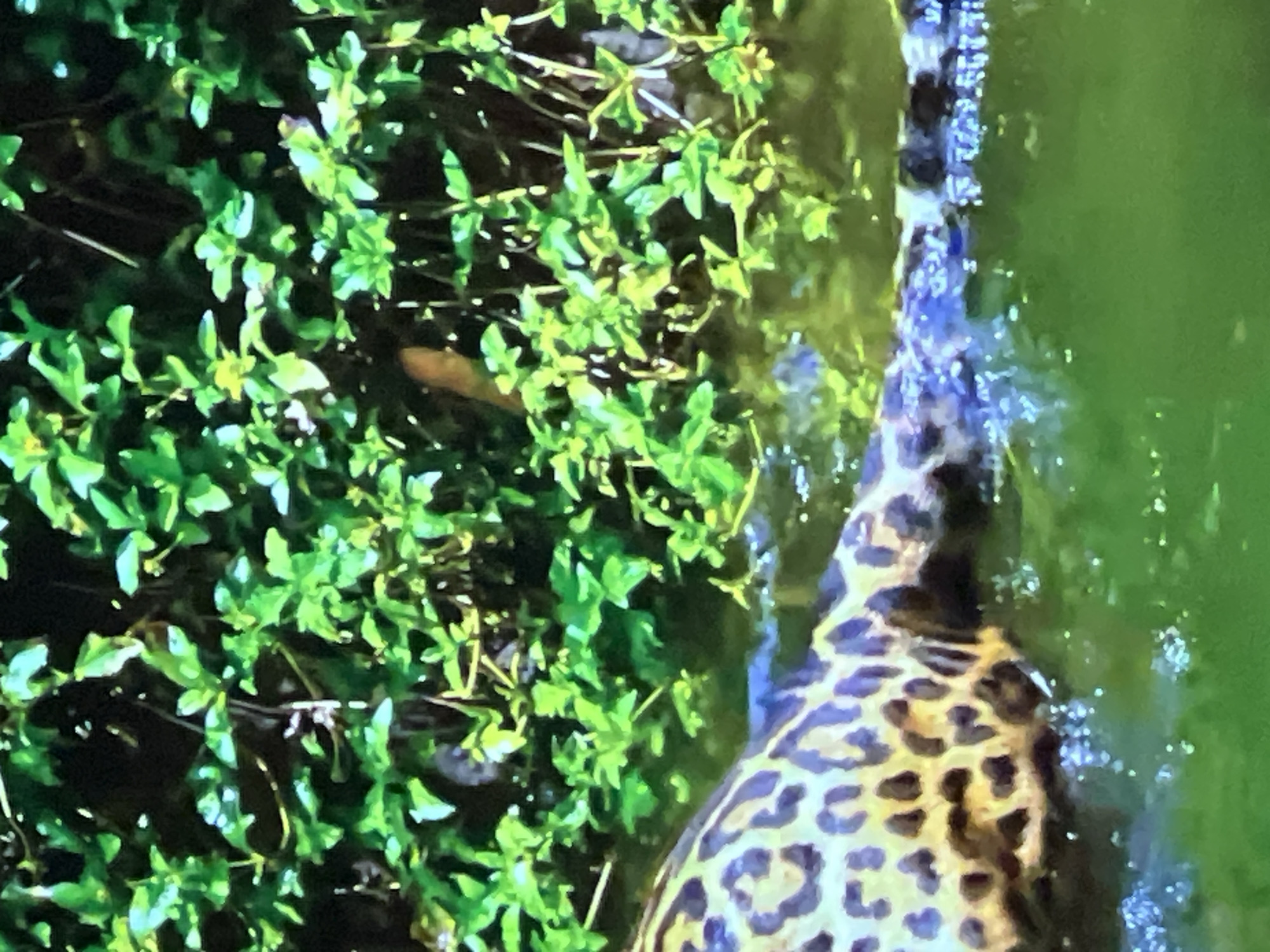 The image shows a close-up of a jaguar's spotted hindquarters as it wades through murky green water. The jaguar's fur has a distinctive pattern of rosettes, which are dark rings with lighter centers. The water is disturbed, with small ripples and bubbles visible around the animal. In the background, lush green foliage hangs over the water, creating a natural, jungle-like environment. There are no people or man-made structures visible in the image, and the scene is devoid of any context related to the city of Casablanca, Morocco.