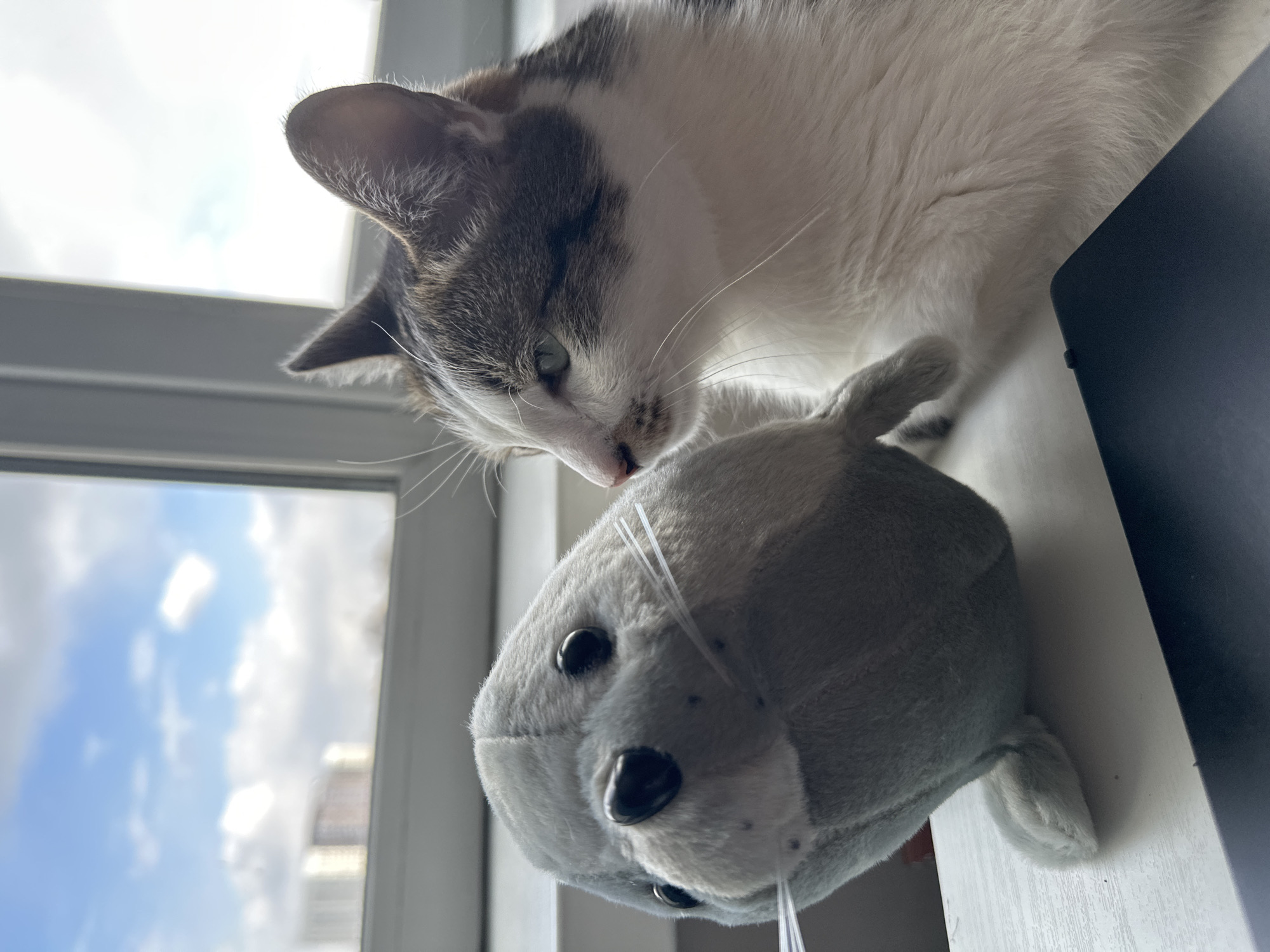 A cat is looking down at a stuffed gray seal toy on a white surface. In the background, a window reveals a view of a blue sky with clouds. The location of Krasnoyarsk, Russia is not determined from the visual information provided.
