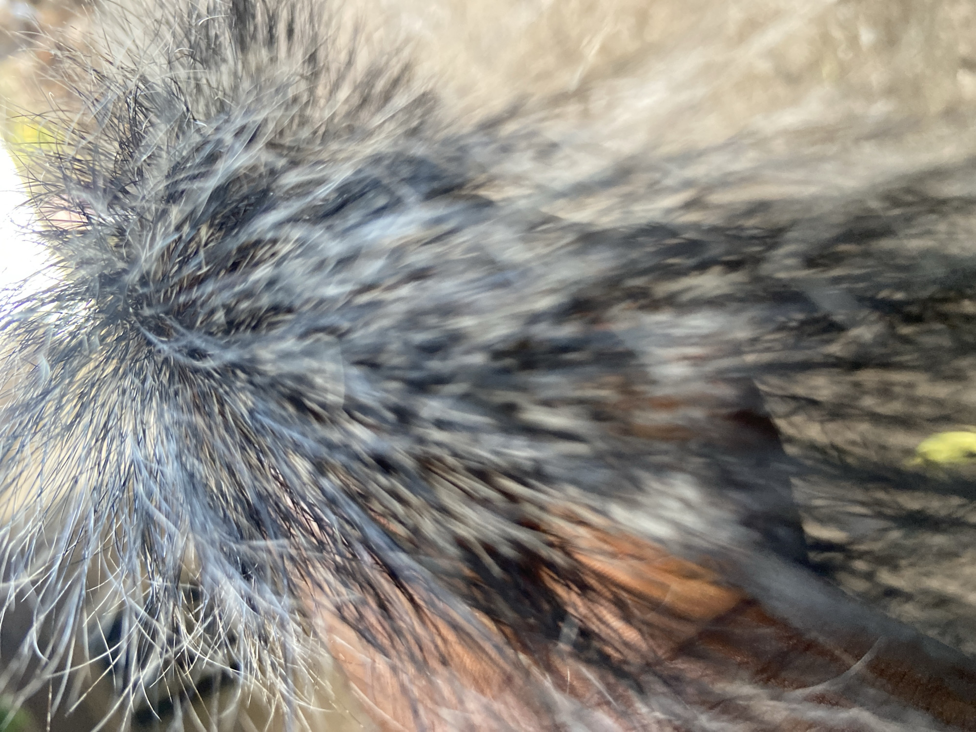 This close-up image features a dense, feathery, or hairy texture, likely a microphone windscreen often referred to as a "dead cat." The texture is composed of numerous fine, elongated strands, predominantly dark gray to black, with lighter, almost translucent tips and some areas appearing light blue or white due to reflections.
The subject occupies the foreground, filling most of the frame. The background is extremely blurred and out of focus, suggesting a shallow depth of field. This blurred background presents as amorphous patches of various colors, including light beige, warm browns, dark grays, and hints of yellow-green in the upper right and far left, indicating an outdoor setting.
Strong, directional lighting, consistent with bright daylight, illuminates the textured surface, creating stark contrasts and highlights on individual strands and casting soft shadows within the material. There is no discernible activity taking place; the image is a static, abstract capture focusing on texture and light. No visible text is present in the image. The overall impression is a detailed study of a tactile surface under bright conditions.