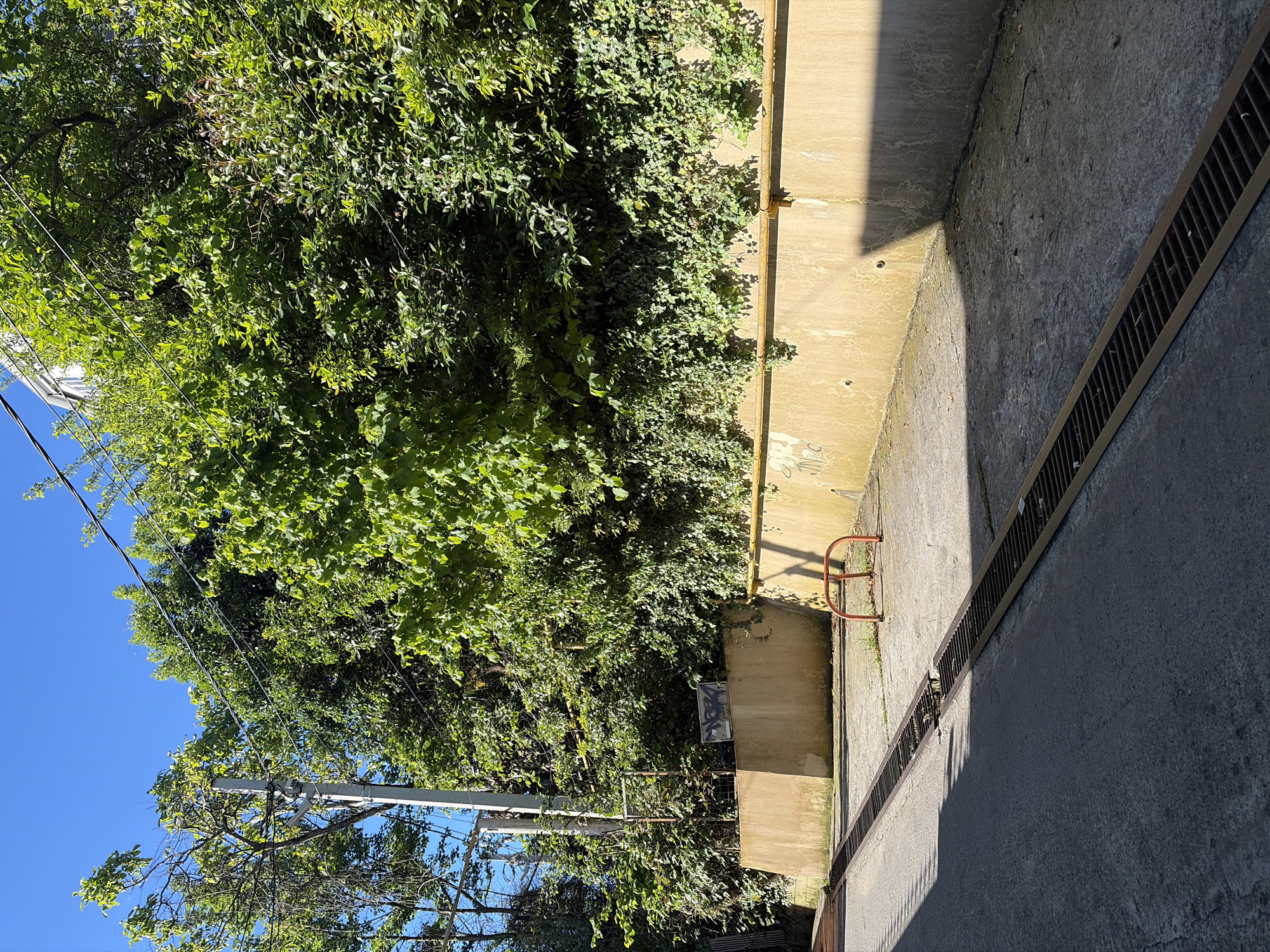 The image captures an outdoor scene in what appears to be an urban or suburban environment in Sochi, Russia, characterized by a mix of lush vegetation and weathered concrete infrastructure under bright sunlight.
On the left side, a dense canopy of vibrant green trees and climbing ivy or vines dominates, suggesting abundant plant life. Below the foliage, a clear blue sky is visible, along with a utility pole supporting multiple black power lines.
The right side of the image features man-made structures. A light-colored, stained concrete wall runs horizontally, acting as a boundary. This wall shows signs of age and wear, with some faded graffiti or markings visible, including a rectangular panel with indistinct black spray paint that could read "MOC" or similar. Attached to this wall is a small, rusty red metal railing, possibly a handle or support. The ground level consists of a dark, paved surface, likely an alleyway or a section of road. Two long, dark metal grates, presumably for drainage, are embedded in the pavement and extend diagonally across the lower right portion of the scene.
The strong, distinct shadows cast by the concrete wall, railing, and unseen structures indicate bright sunshine, suggesting it is midday or early afternoon on a clear, sunny day. No people or specific activities are depicted in the static scene. The overall impression is one of a functional, somewhat utilitarian space where natural growth coexists with human-made structures, typical of an older urban setting.