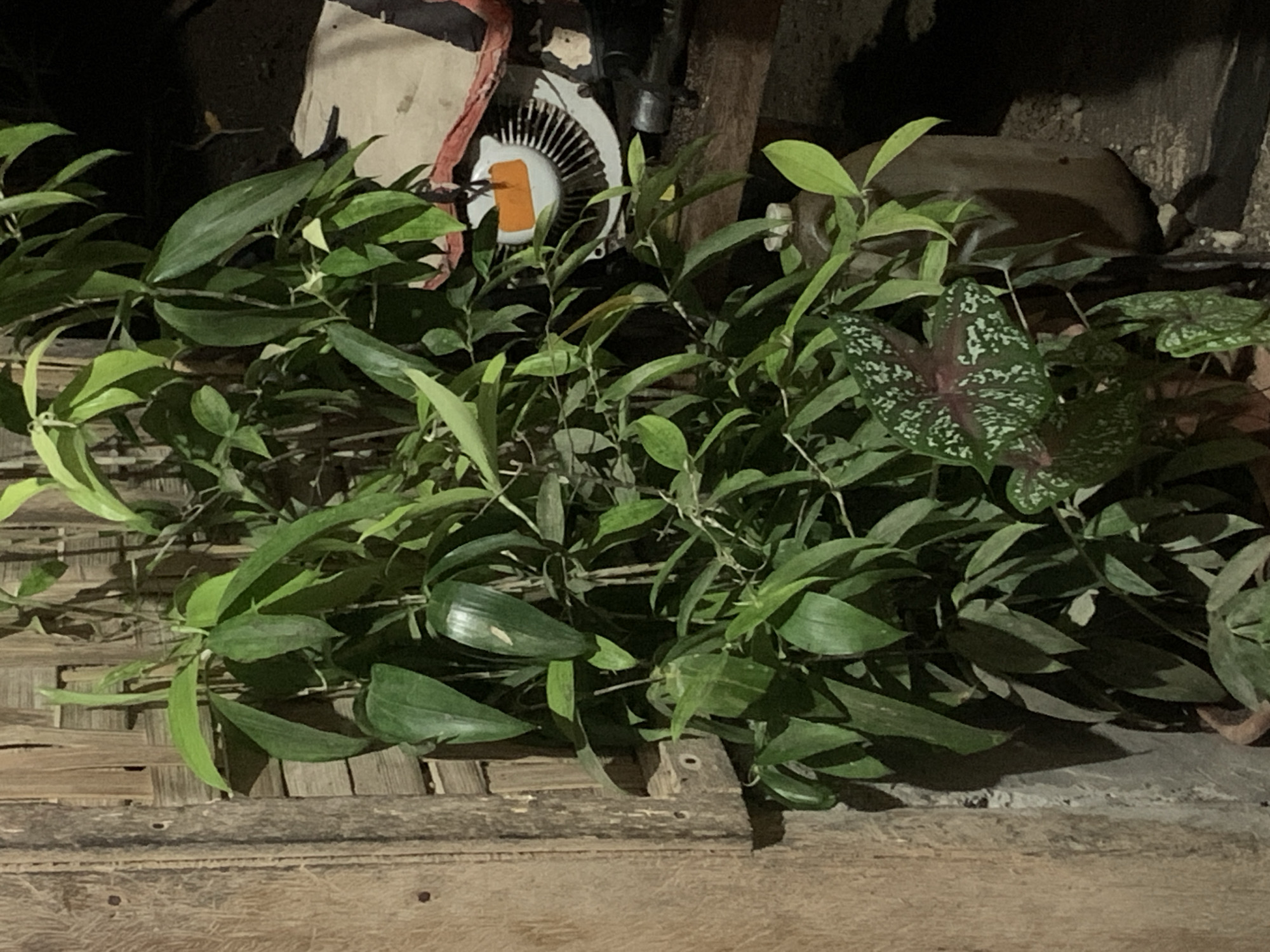 The image captures a potted plant with lush green leaves, including some with red and white variegation, positioned next to a rustic wooden structure in an outdoor setting. The background is dark, suggesting it might be nighttime or a shaded area. To the right, a white object with black radial lines and an orange rectangular detail is visible, possibly part of a machine or fan. The overall scene appears to be in a residential area of Kiblawan, Philippines, with the natural vegetation and weathered materials suggesting a typical rural or semi-urban environment. There are no people or animals visible in the frame.