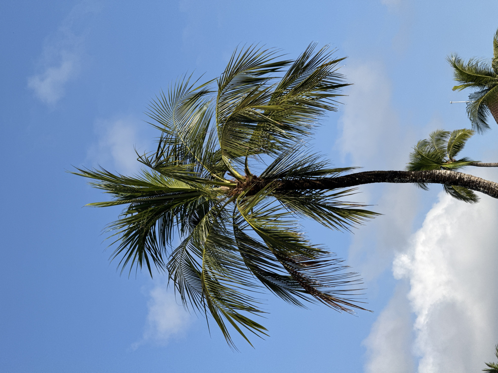 The image displays a vibrant blue sky dotted with white clouds, viewed from beneath a canopy of palm trees. The main subject is a large palm tree, its trunk curving from the bottom left towards the center, with numerous green fronds spreading outwards against the sky. The fronds are detailed, showing individual leaflets and variations in light and shadow, indicating sunshine.
In the background and along the right side, parts of other palm tree trunks and fronds are visible, suggesting a grove or cluster of these trees. The sky is a clear, deep blue, interspersed with fluffy, white cumulus clouds, particularly one larger formation in the lower right.
The scene conveys a serene, tropical atmosphere, characteristic of Kuta Selatan, Indonesia, which aligns with the provided location context. It is clearly daytime with bright, sunny weather. There is no specific activity depicted, nor is any text visible in the frame. The perspective is upward, looking towards the sky through the foliage of the palm trees.