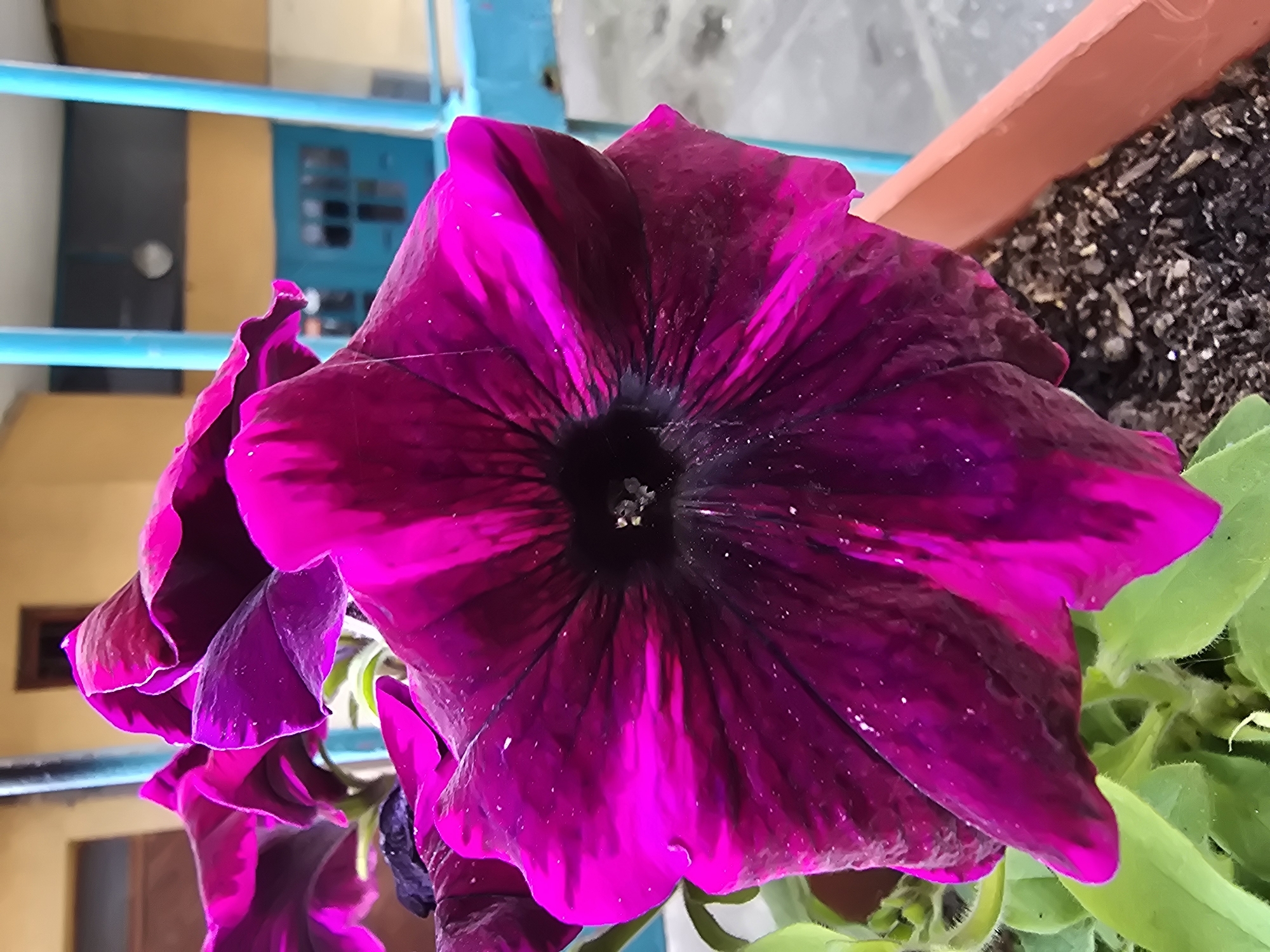 The image displays a close-up of a vibrant, large magenta and deep purple flower, likely a petunia, dominating the foreground. The flower's petals exhibit a rich color gradient, transitioning from bright fuchsia edges to a darker, almost black, center that reveals intricate details and small, light speckles. Green leaves are visible on the bottom right, emerging from the planter.
The flower is housed in a brown, rectangular planter pot, visible on the upper right, filled with dark, textured soil. In the blurred background, a building or wall with sections of tan/yellow and a distinct blue architectural element (possibly a window frame or door) can be seen. A bright cyan or light blue railing runs horizontally across the top left portion of the image, suggesting an outdoor setting such as a balcony, patio, or garden area adjacent to a structure.
The lighting indicates it is daytime, with ample natural light illuminating the scene and highlighting the flower's vivid hues. There are no people or discernible activities taking place. No text is visible in the image. The scene captures the static beauty of nature in an urban or semi-urban environment.