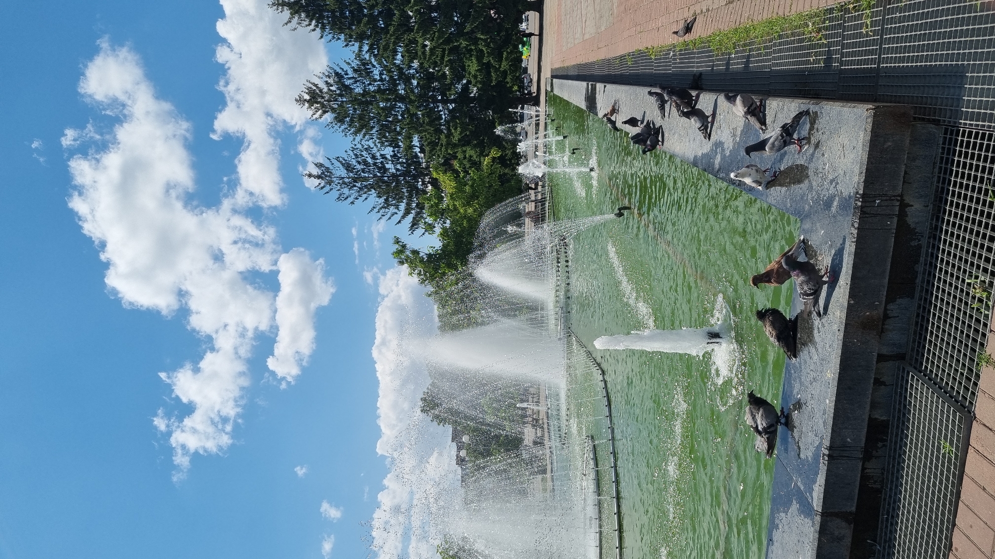 The image captures a public fountain on a sunny day in Smila, Ukraine. The fountain is large, with multiple jets of water spraying upwards, creating a dynamic and refreshing scene. The water in the basin is a vibrant green, reflecting the surrounding lush trees and the bright blue sky dotted with fluffy white clouds. Several pigeons are gathered on the stone edge of the fountain, some perched, others drinking or bathing in the shallow water. In the background, tall evergreen trees line the edge of the park, with glimpses of urban buildings peeking through the foliage. The paved walkway beside the fountain suggests a public park or square area designed for leisure and recreation. The overall atmosphere is serene and pleasant, highlighting a typical urban oasis.