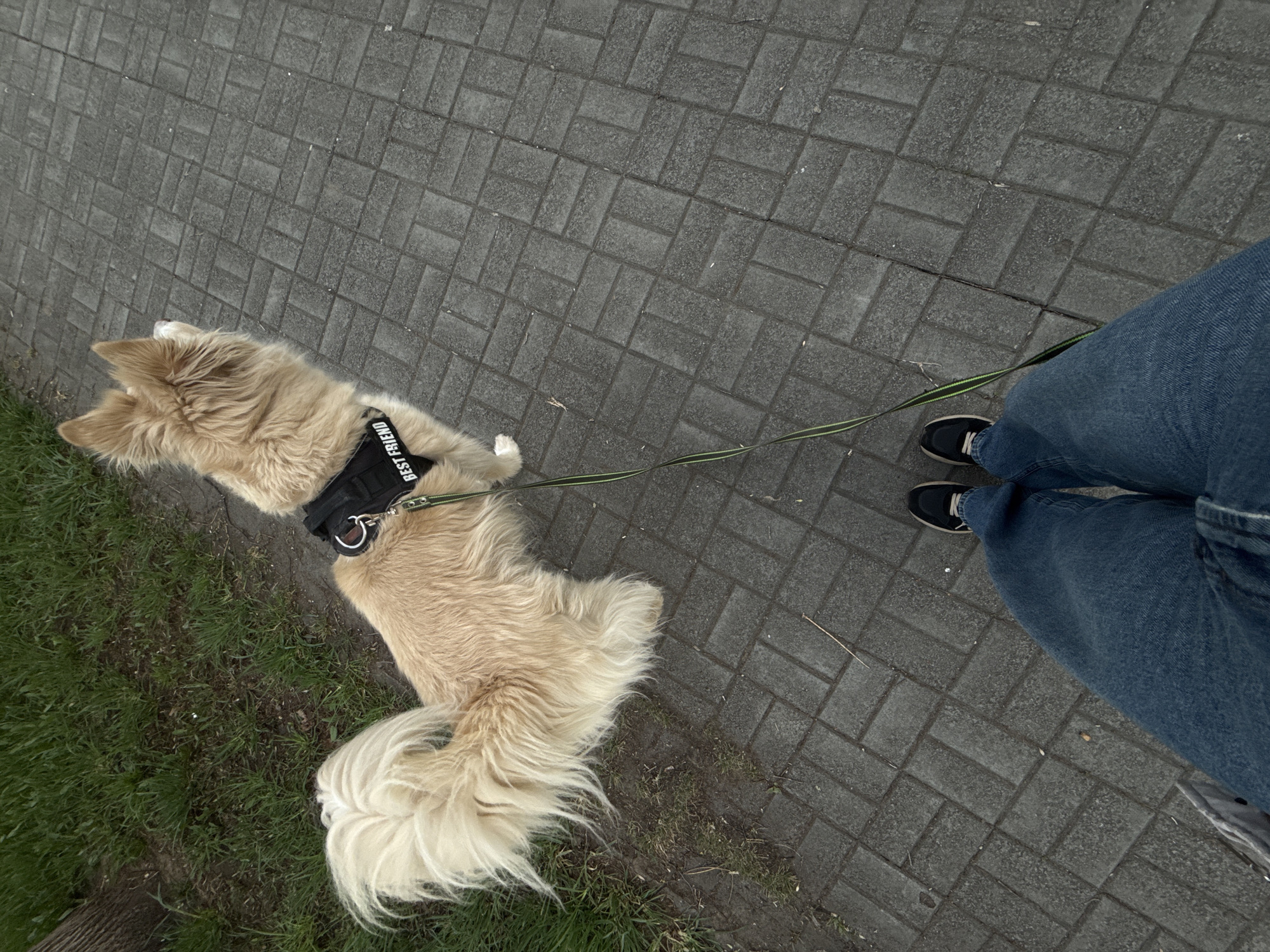 A high-angle shot shows a dog on a leash next to a person. The dog is light brown and cream with a black harness labeled "BEST FRIEND." The person wears blue jeans and black sneakers with white soles. They stand on a gray brick path near a small patch of grass. The location is presumed to be Chaikovsky, Russia.
