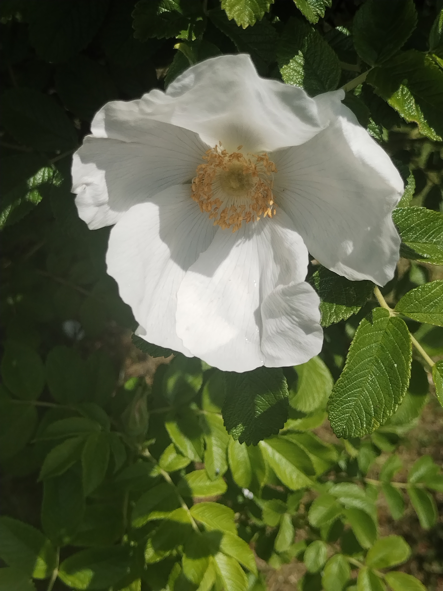 A single, large white flower, characteristic of a Rugosa Rose, is prominently featured in a close-up, top-down outdoor shot. The flower displays five broad, slightly crinkled white petals, with a central cluster of numerous golden-yellow stamens. Strong, direct sunlight illuminates the upper surfaces of the petals and surrounding foliage, casting distinct shadows on the lower petals and deeper leaves. The flower is set against a dense background of dark green, textured leaves with visible serrated edges and prominent venation. Some smaller leaves are sharply focused, while others in the background appear softly blurred. Small, reflective droplets are visible on the lower petals. The overall scene depicts a vibrant flower in bloom within a natural, sunlit environment located in Бараўлянскі сельскі Савет, Belarus.