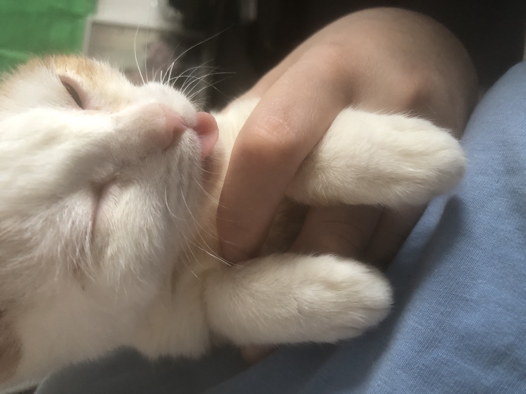 A close-up shot shows a sleeping cat being held by a person's hand. The cat has white and light orange fur, and its eyes are closed. Its pink nose and whiskers are visible. The person's hand is lightly wrapped around the cat, and a light blue cloth is visible beneath them. The location is unknown, and there is no evidence suggesting Nyagan, Russia.
