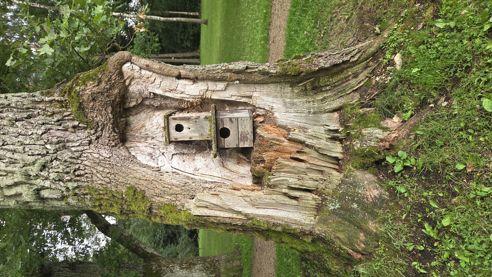 The image shows a weathered, hollowed-out tree stump in Ulbroka, Latvia, with two small wooden birdhouses stacked inside the hollow. The tree has rough, textured bark covered in patches of green moss. The lower part of the stump is split and exposed, revealing layers of aged wood. The birdhouses are simple, with circular openings. The tree is situated in a grassy area with a dirt path visible in the background, leading into a park-like setting with other trees and foliage. The lighting suggests it is daytime.