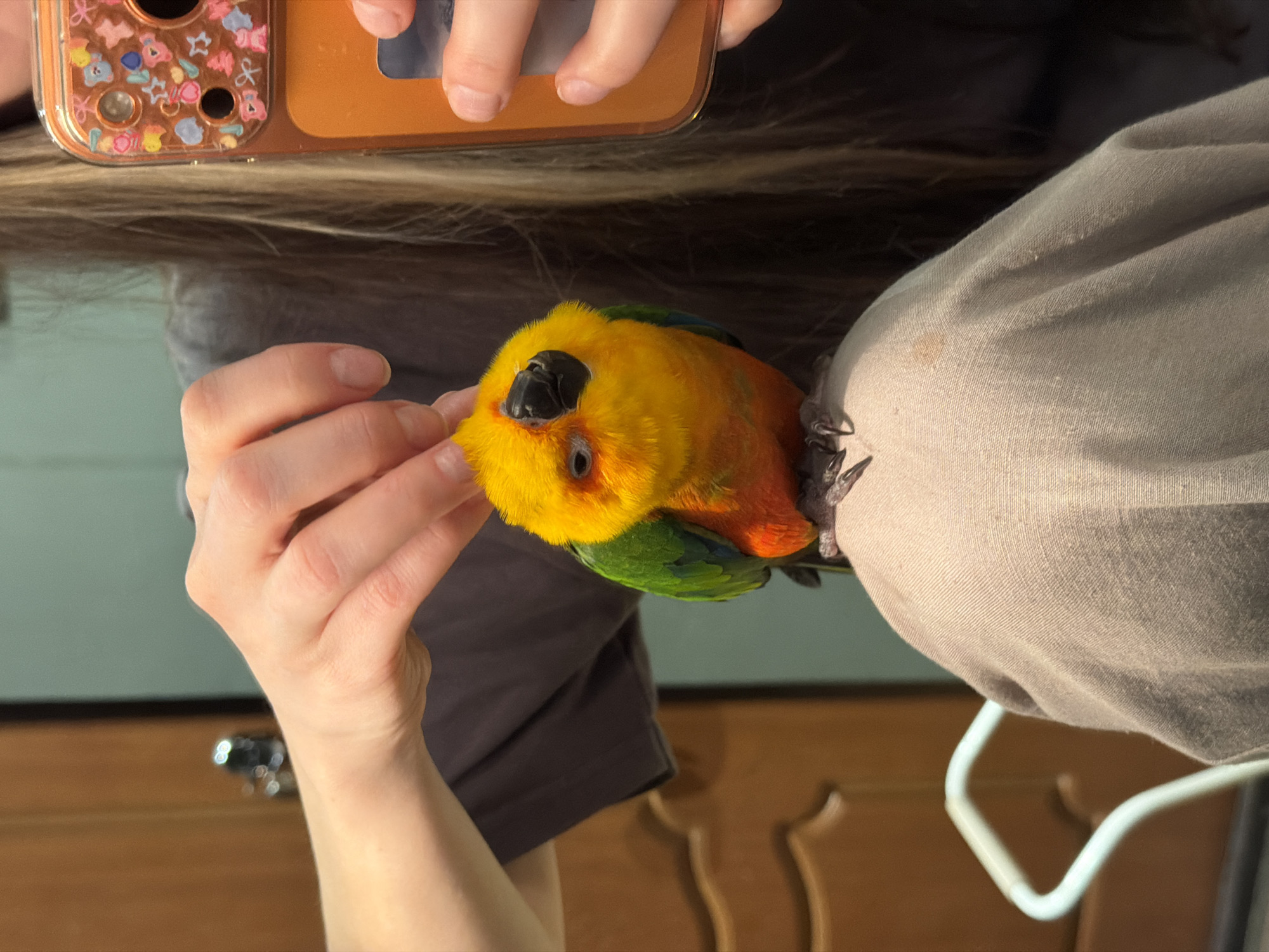 A person is holding a Sun Conure parrot, while taking a picture with a phone. The parrot is mostly yellow with some green and orange feathers. The background includes furniture and a wall. There is no evidence to suggest the location is Khimki, Russia.