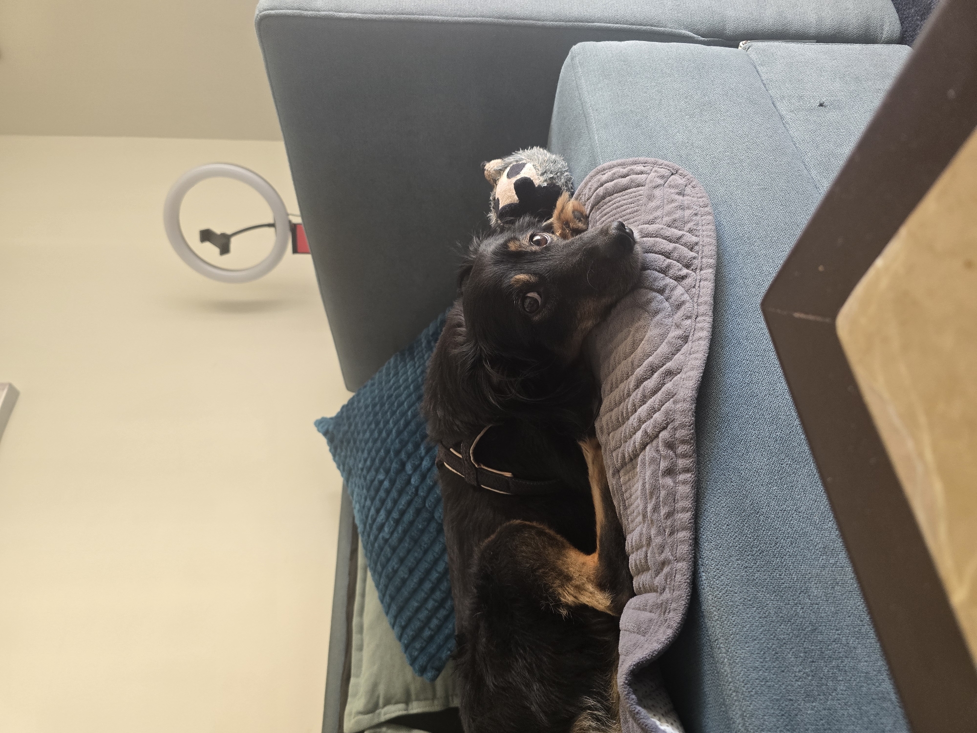 A medium-sized black and tan dog lies on a blue couch, resting its head on a gray textured blanket. The dog is looking towards the camera with large, expressive eyes. To its right, a small stuffed animal with black and white patches is partially visible. Behind the dog, two pillows are propped up against the couch's backrest, one a muted green and the other a textured dark teal. In the background, a ring light with a phone mount is positioned on a stand against a plain beige wall. The scene appears to be indoors, possibly a living room, in Agii Anargiri, Greece. A portion of a dark brown coffee table is visible in the foreground, out of focus.