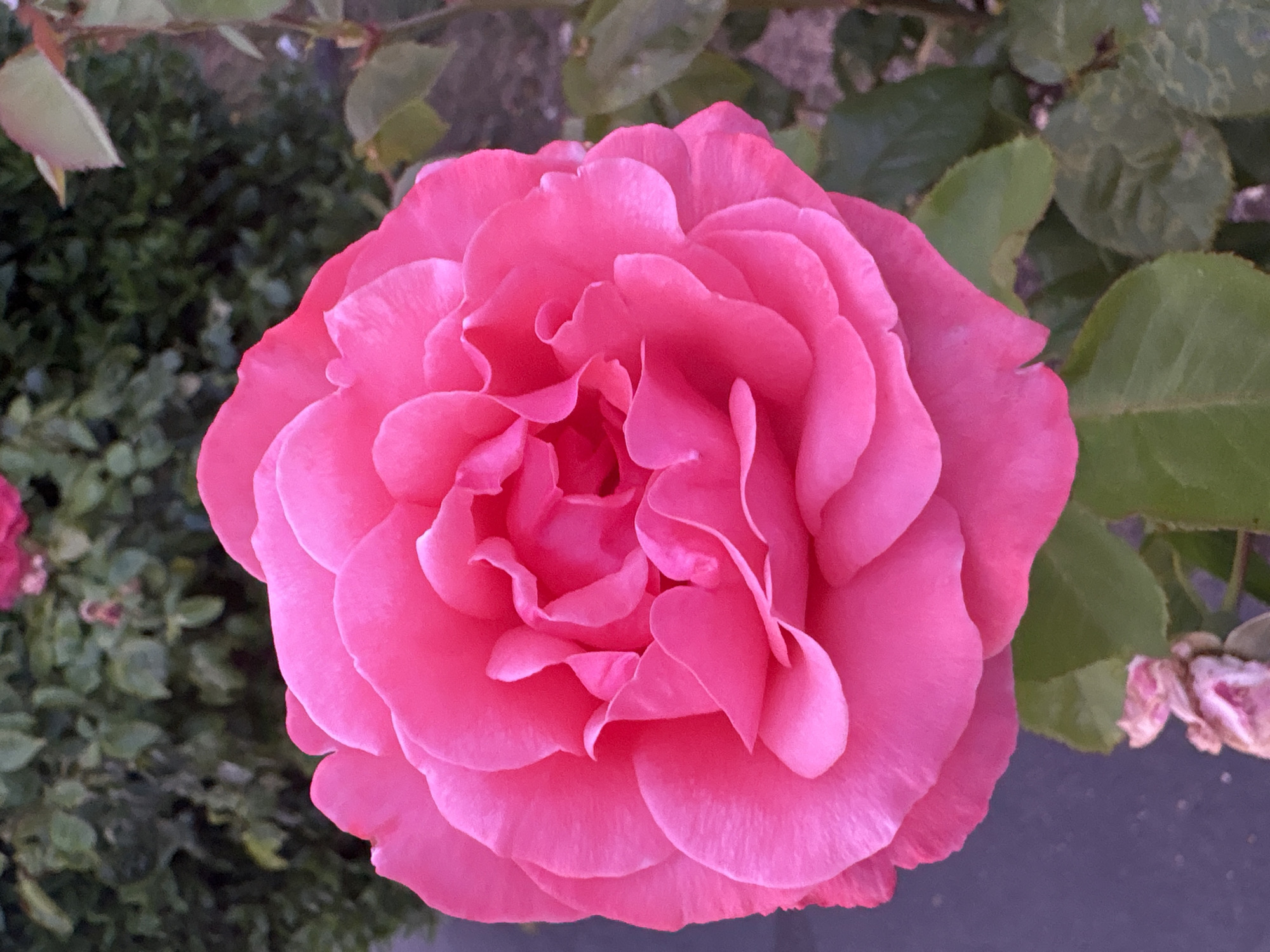 A close-up, vertical, eye-level shot focuses on a vibrant pink rose in bloom. The rose's petals are densely layered, with the center showcasing tightly curled petals and the outer petals unfurling outwards. The rose is positioned in the lower-left to mid-right of the frame, with a soft-focus background of dark green foliage and hints of other pink flowers. To the lower-left of the main rose, a small, dried, pinkish-white bud is visible. The lighting appears natural, casting subtle shadows that highlight the rose's textured petals. The scene is outdoors, likely in a garden setting, with the pavement or ground visible as a dark, textured area in the lower-left corner. The image contains no people or any indication of a specific urban environment.