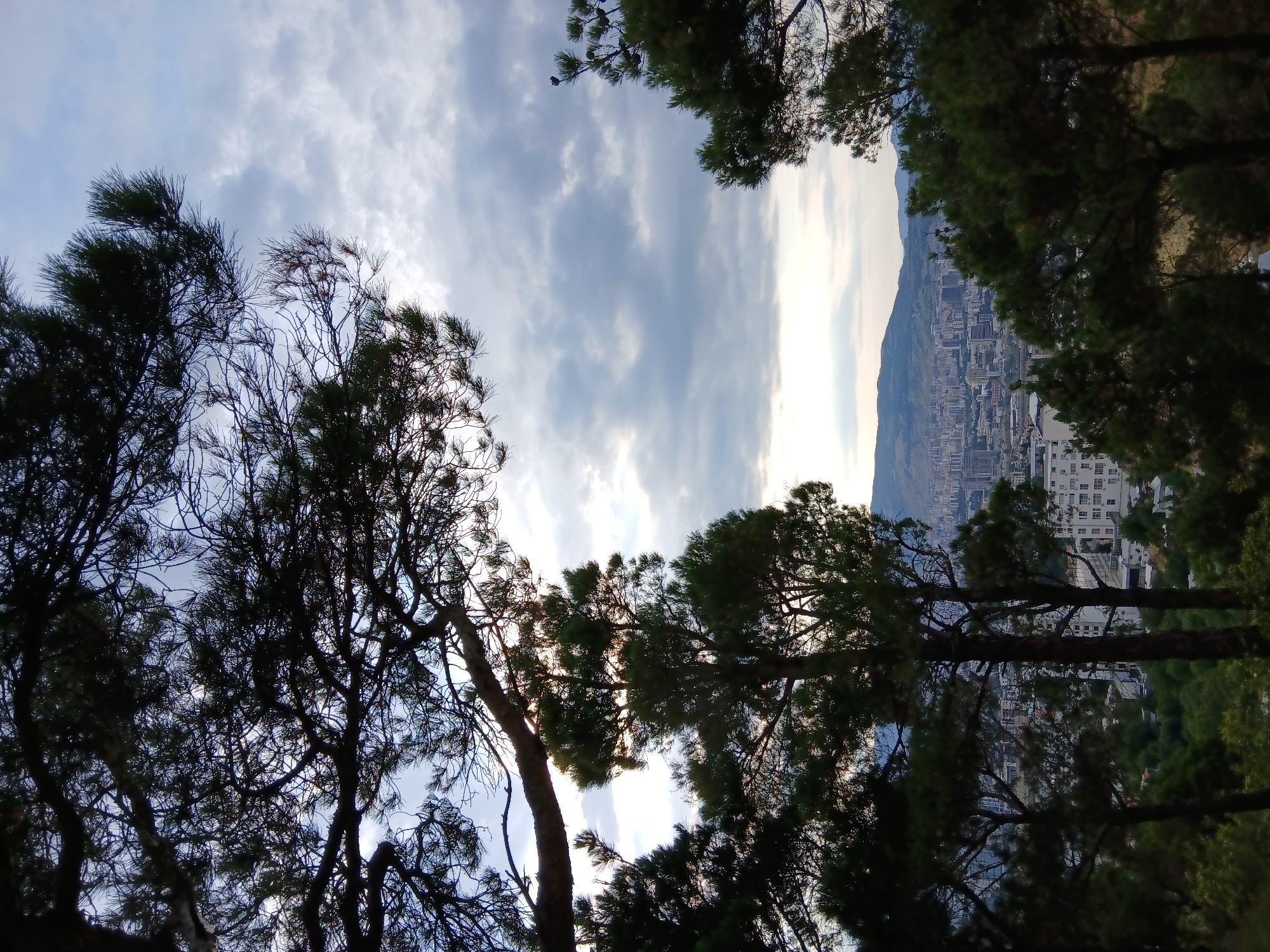 The image captures a view of Tbilisi, Georgia, from a forested hillside. In the foreground, silhouetted pine trees and their branches frame the scene, with their needles and bark details visible in the darker portions of the image. Through the gaps in the foliage, a sprawling cityscape unfolds. Numerous buildings, ranging in height and architectural style, are clustered together, some appearing modern with glass facades, while others seem older with more traditional designs. The city extends towards the horizon, where rolling hills and mountains are faintly visible under a cloudy sky. The lighting suggests it might be late afternoon or early evening, with the sun attempting to break through the clouds, casting a soft, diffused light on the landscape. The overall impression is one of a city nestled within a natural environment, seen from a vantage point above.