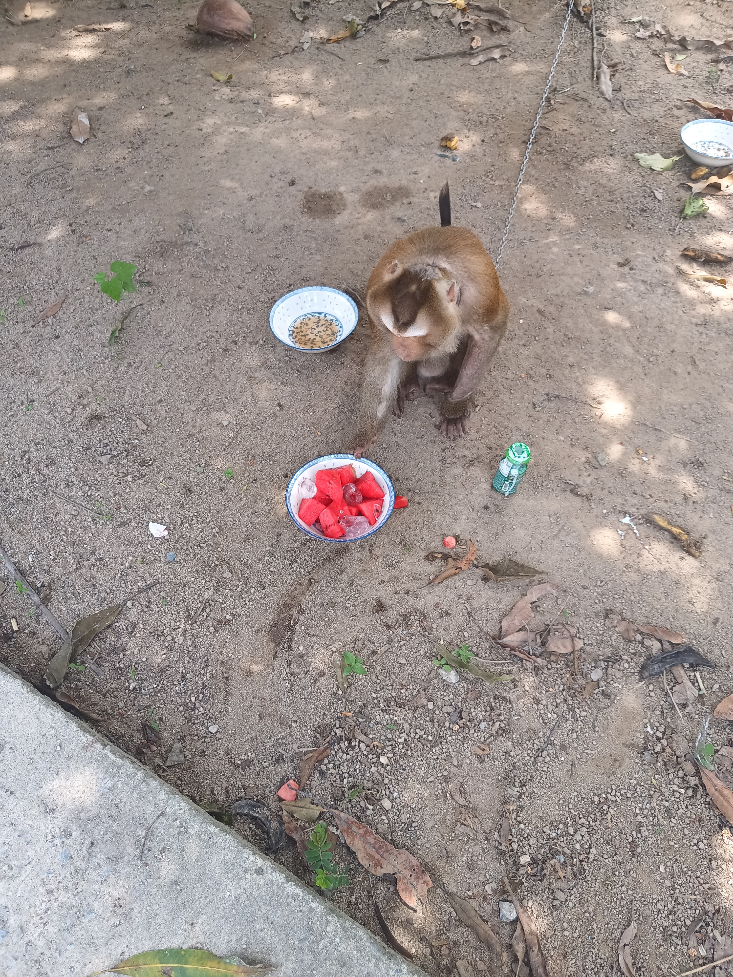 The image depicts a monkey in a dirt-covered area, potentially in ตำบลเกาะพะงัน, Thailand. The monkey is tethered by a chain. Two bowls sit near the monkey: one contains cubes of red fruit, possibly watermelon, and the other contains small, tan-colored pellets, possibly feed. A small green bottle rests on the ground nearby. A concrete edge appears in the lower left corner, suggesting a sidewalk or wall. The ground is a mix of dirt, pebbles, and scattered leaves. A coconut sits in the upper left corner of the image.