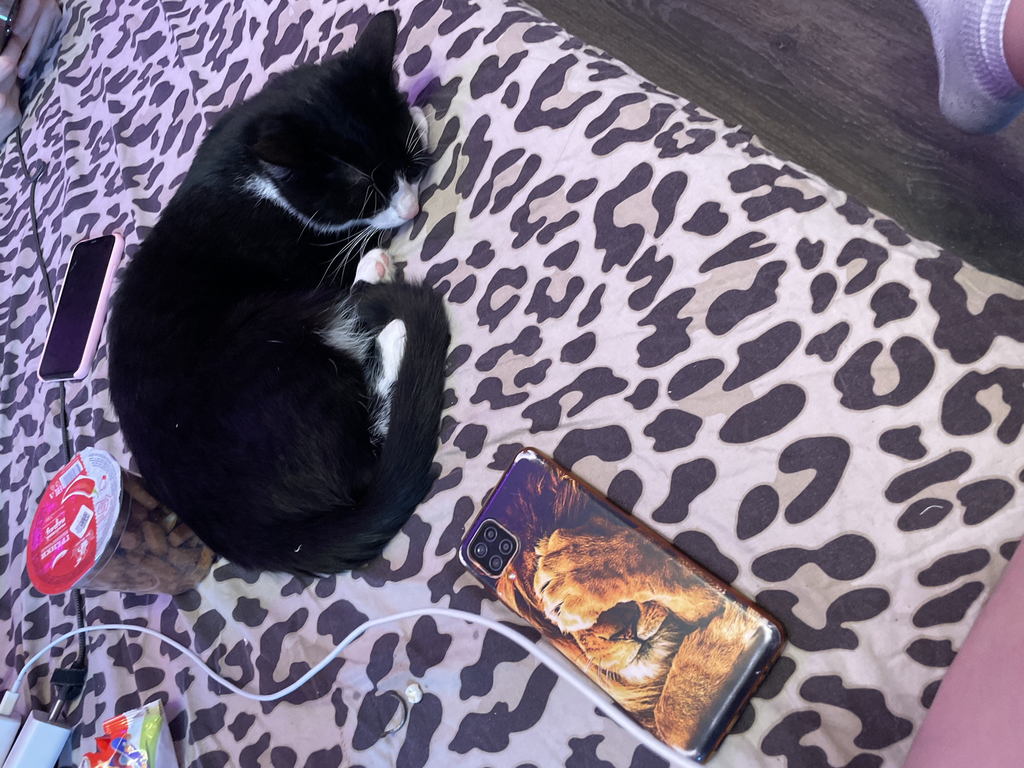A black and white cat is sleeping curled up on a bed with a leopard print comforter. In the background, there is a cup of food, a phone, and a charging cable. A phone with a lion image on the case is in the foreground. The scene appears to be an indoor residential setting. The exact location in the city of Sinyavino, Russia cannot be determined from the image.