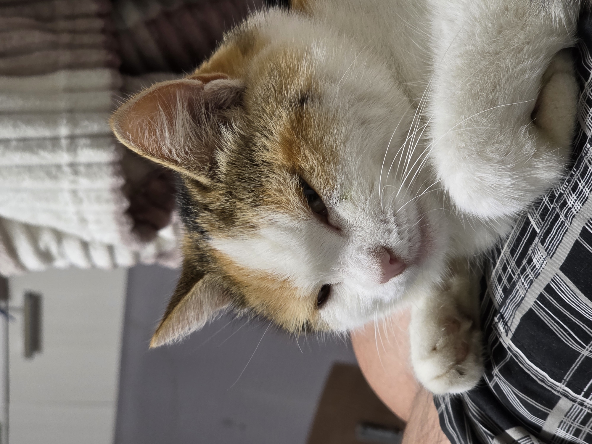 A calico cat rests on a person's lap, which is covered by black and white checkered fabric. The cat's head is turned to the right, with its eyes partially closed. Its fur is a mix of white, orange, and black. The background is blurred, showing a white and brown striped blanket and a grey wall. The scene appears to be indoors, possibly in an apartment or house in Magnitka, Russia.