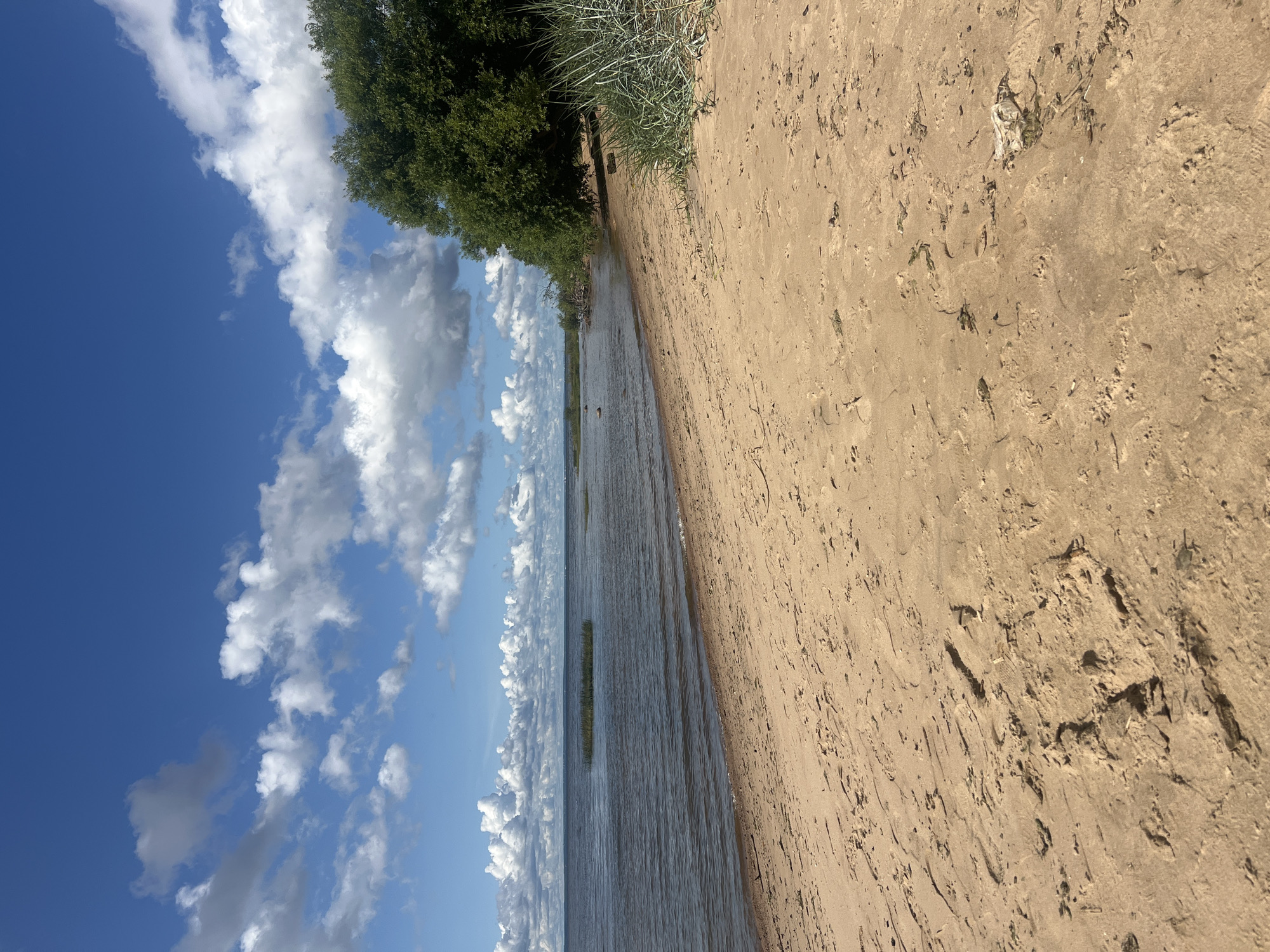 The image depicts a sandy beach on a bright, sunny day. The foreground is dominated by a wide expanse of light brown sand, marked with numerous footprints and scattered debris such as dried leaves and twigs. To the left, the calm, dark water of a lake or sea stretches to the horizon, under a vibrant blue sky dotted with fluffy white cumulus clouds. In the distance, a small island covered with green vegetation is visible in the water. On the right side of the image, a dense line of trees with lush green foliage grows along the edge of the beach, casting shadows on the sand. Some tall, dry grass is also present in this area. The overall scene suggests a natural, peaceful environment. This location could be along the coast of the Gulf of Finland in Saint Petersburg, Russia.