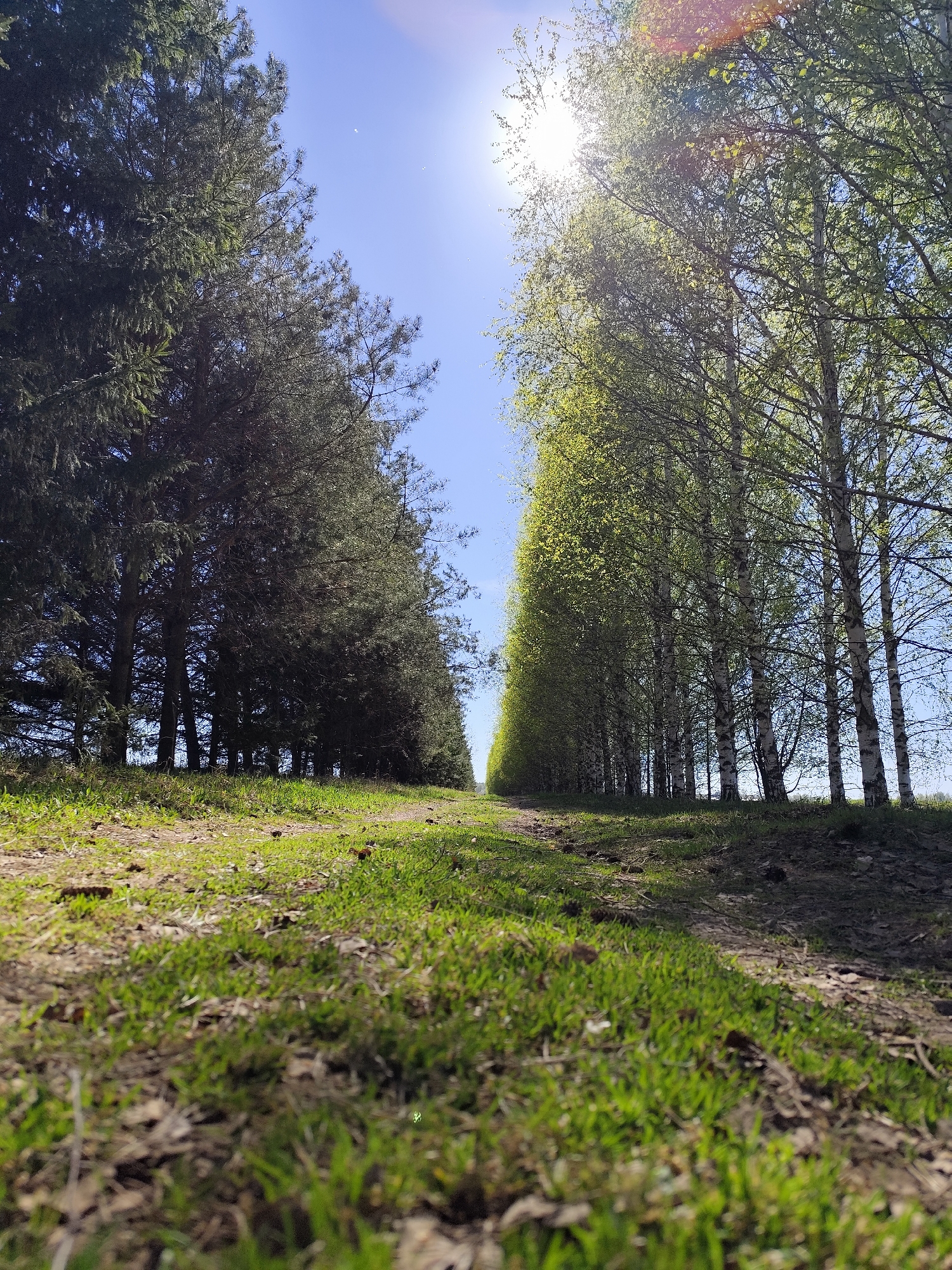 The image presents a ground-level view of a pathway in a rural setting. On the left side of the path, there is a dense row of coniferous trees. On the right side, there's a parallel row of birch trees with fresh green leaves. The sun is positioned overhead, partially obscured by the foliage, creating a bright glare in the sky. The ground is covered with grass and scattered leaves. The scene appears to be in Фоки, Russia. No people or other subjects are visible. The overall environment suggests a natural or park area.