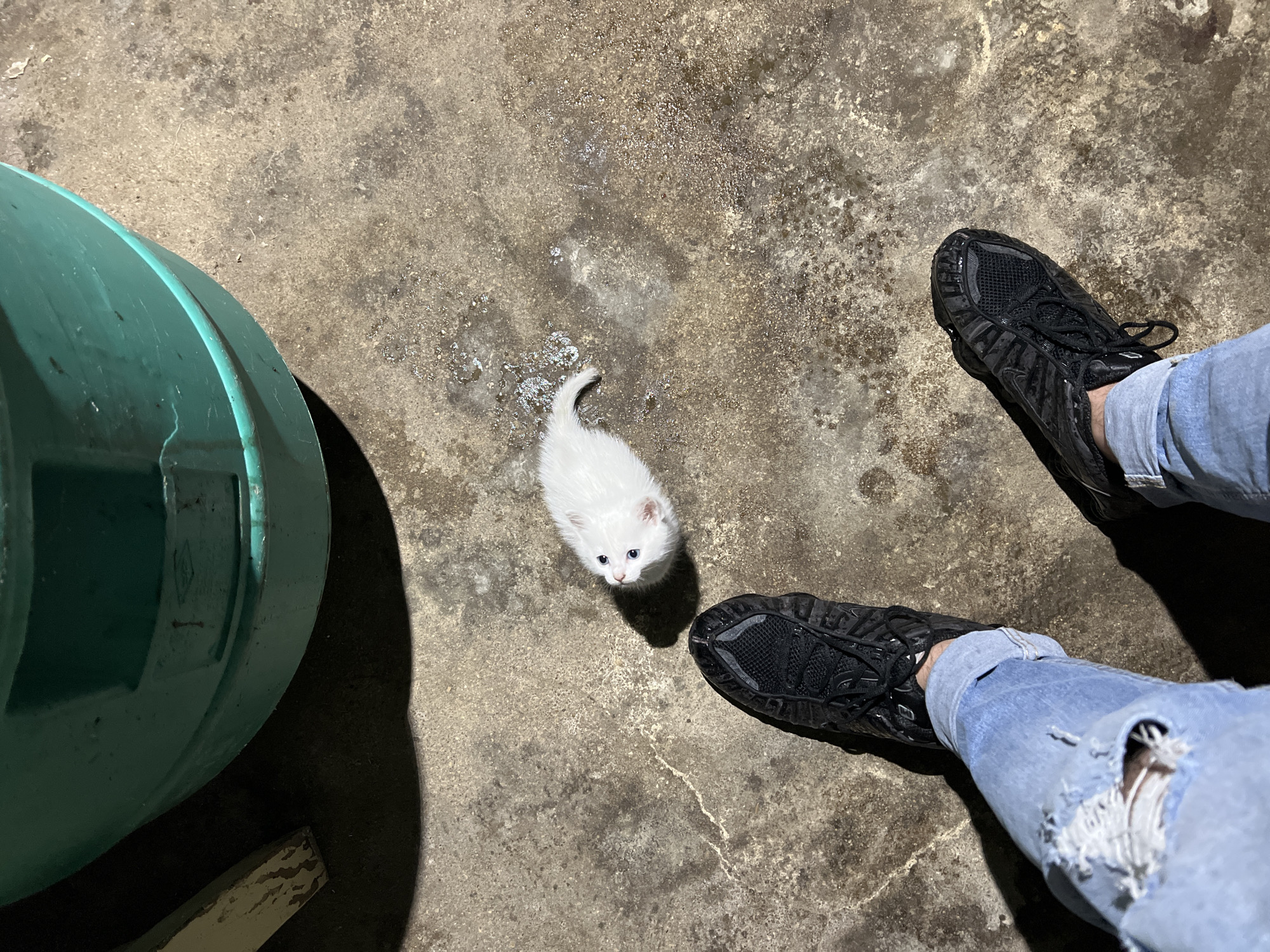 The image displays an overhead perspective of a scene in Staro Zhelezare, Bulgaria, on a concrete surface. A small, white kitten with blue eyes occupies the mid-center, facing upwards and slightly left. The concrete ground exhibits mottled discoloration and wet patches, particularly around the kitten and extending towards the upper right. In the upper left corner, the base of a large, dark green barrel is visible, partially obscuring a dark, possibly shadowy, area and a narrow, light-colored object resembling a support or beam. The lower portion of the frame shows the feet and lower legs of a person. The person wears light blue denim jeans with a significant rip on the left knee. Both feet are shod in dark, likely black, athletic shoes featuring textured soles and prominent lacing. Shadows from the barrel, the kitten, and the person's feet are cast on the concrete, indicating a light source from above.