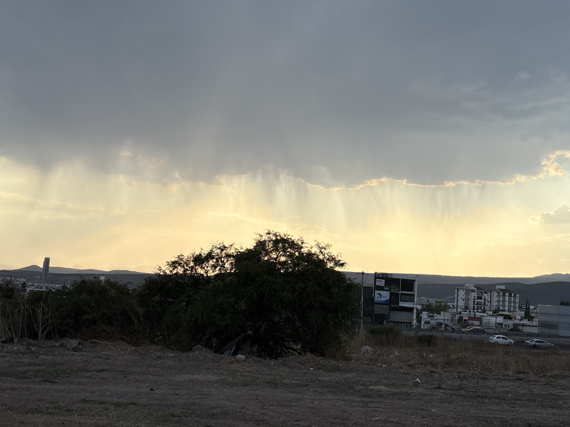 The image shows a landscape in Santa Rosa Jáuregui, Mexico, with a focus on a natural scene juxtaposed against urban development in the background. In the foreground, an uncultivated field transitions into dense shrubbery, with a large, dark tree dominating the center. Beyond the shrubs and trees, a cluster of buildings, including a multi-story structure, indicates a populated area. A few cars are visible on a road, suggesting vehicular traffic. In the distance, mountains or hills are silhouetted against the sky. The sky is overcast with low-hanging clouds, through which beams of sunlight break, creating a diffused, yellow light. Vertical streaks suggest rain falling from the clouds.