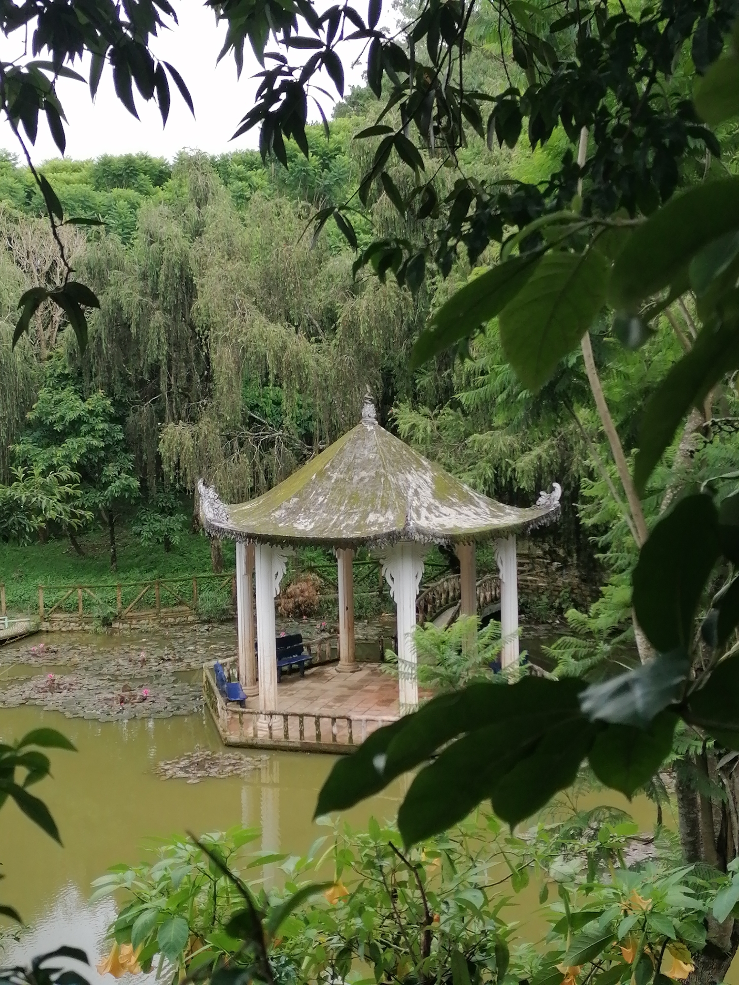 This image presents a serene garden scene, set in a lush, verdant environment, consistent with a location like Phường Xuân Hương, Đà Lạt, Vietnam. The central focus is a traditional, ornate gazebo situated on the edge of a tranquil pond.
The gazebo features a multi-tiered, pagoda-style roof, covered in what appears to be moss or discoloration from weathering, adding character to its white, intricately carved pillars. Inside, two blue benches are visible, inviting visitors to rest and enjoy the surroundings.
The pond's water is a murky greenish-brown, dotted with numerous lily pads and several vibrant pink lotus flowers, suggesting a healthy aquatic ecosystem. To the left of the gazebo, a rustic wooden fence delineates the edge of the pond, and a small, decorative stone bridge can be partially seen behind the structure.
The entire scene is framed and enveloped by abundant foliage. Large, dark green leaves dominate the immediate foreground, creating a natural border, while bushes with distinctive yellow-orange, bell-shaped flowers add a touch of color to the bottom right. The background is a dense tapestry of various trees and bushes, including weeping willow-like trees, extending upwards towards a bright, likely overcast sky.
No people are present, emphasizing the peaceful and undisturbed nature of the setting. The soft, diffused lighting indicates it is daytime, possibly under cloudy skies, contributing to the tranquil atmosphere. The architectural style of the gazebo and the specific flora serve as strong cultural and geographical cues, aligning with the provided Vietnamese context. There is no visible text in the image.