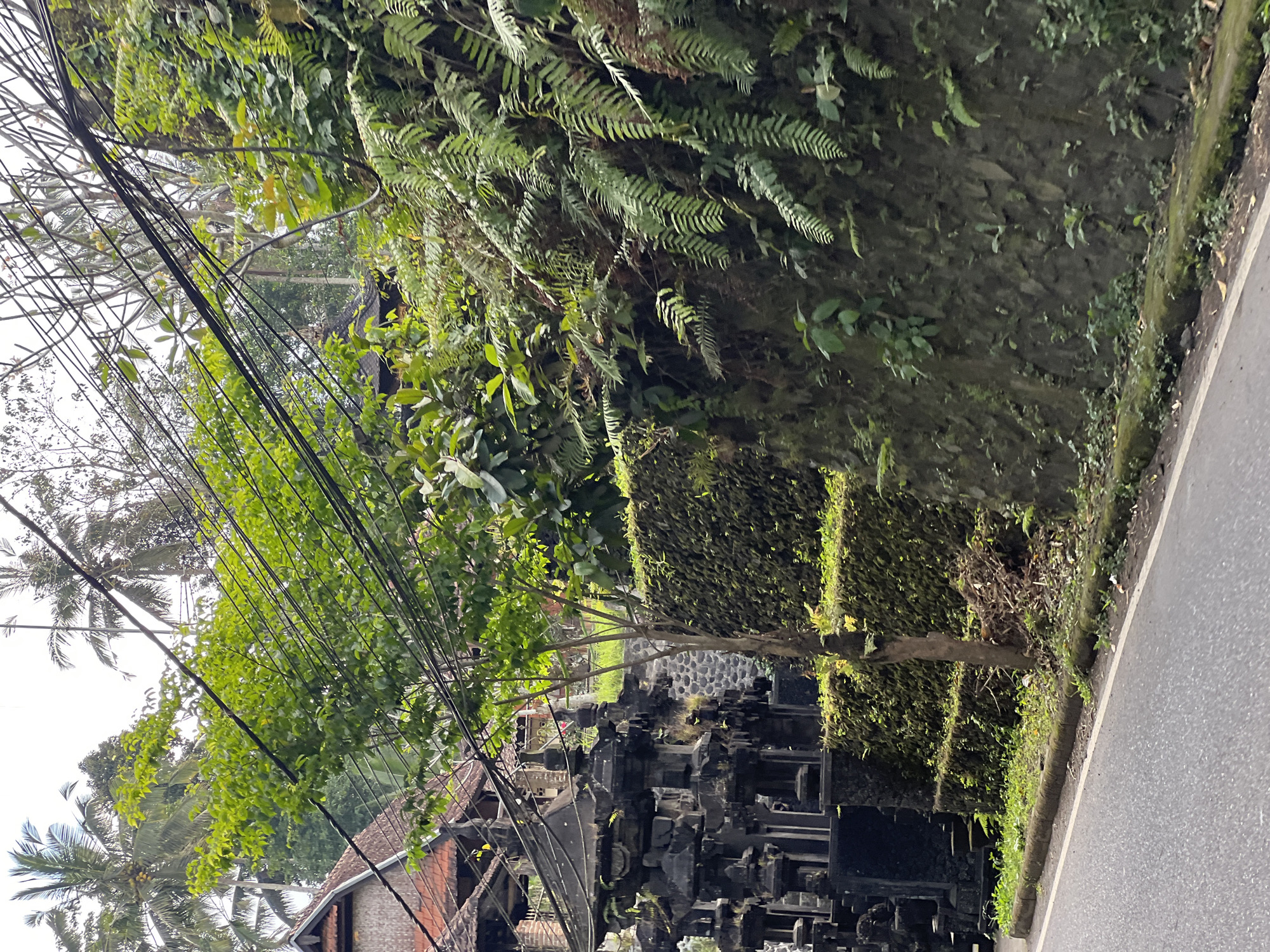 This image depicts a roadside scene in Tampaksiring, Indonesia, featuring lush vegetation and traditional Balinese architecture. In the foreground, a paved road with a concrete curb runs along the left side of the frame. To the right of the road, a moss-covered stone wall rises, densely populated with ferns and other green foliage. Behind the wall, a small tree stands, its branches extending upwards and entangled with a complex network of dark electrical wires.
Further into the background on the left, a traditional Balinese temple gate, constructed from dark volcanic stone, is visible. This gate is characterized by intricate carvings and tiered structures, common in Balinese Hindu architecture. The temple roof, with its distinctive reddish-brown tiles, peeks out above the gate. Beyond the temple and vegetation, several palm trees with coconuts are discernible against a bright, overcast sky, indicating a tropical environment. The overall impression is one of a humid, verdant landscape typical of rural or semi-rural areas in Bali.