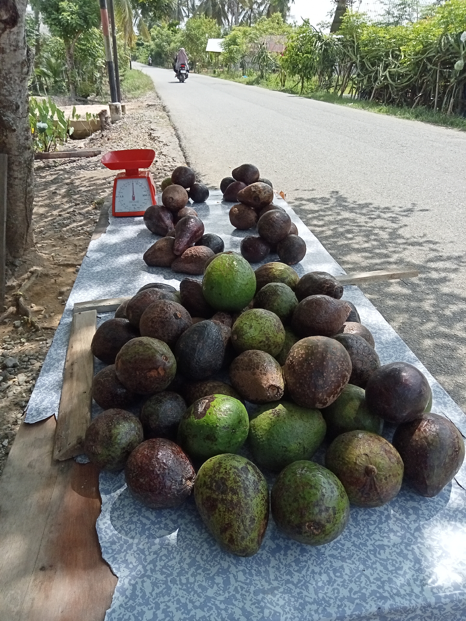 In Matangsijuek Timur, Indonesia, on a sunny day, a roadside stall displays a large pile of avocados for sale. The avocados, varying in shades of green and brown, are arranged on a patterned cloth atop a wooden table. To the left of the avocados, a red mechanical scale sits on the table, indicating it is ready for use. The road stretches into the distance, lined by lush green vegetation and trees. A lone motorcyclist, wearing a headscarf, travels away from the camera on the road. The scene is set against a backdrop of trees and foliage, with sunlight casting shadows on the ground.