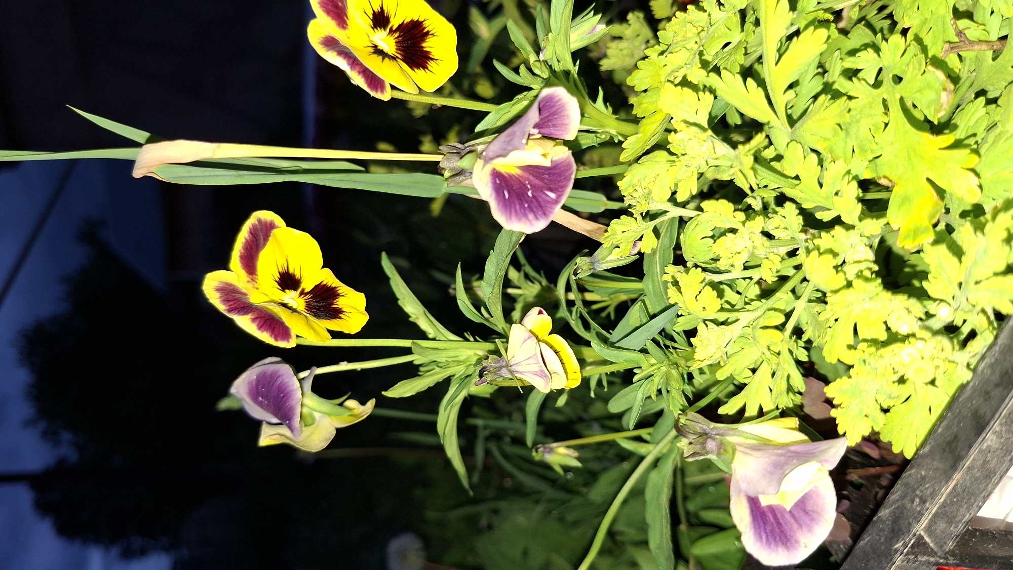 When correctly oriented, the image presents a close-up, vibrant view of potted plants. The frame is filled with several pansy-like flowers and an array of green foliage against a dark, blurred background.
The flowers exhibit two primary color schemes. Some are prominent, with bright yellow petals dramatically contrasted by deep purple or burgundy markings concentrated in their centers. Others are smaller and subtler, showcasing upper petals of light purple or lavender blending into pale yellow or cream lower petals.
The foliage is varied; some leaves are delicate, intricately lobed, and a vibrant light green, while others are straighter, broader, and grass-like. A dark, rectangular edge, indicative of a planter or pot, is visible along the right side of the composition.
The background is uniformly dark and heavily out of focus, strongly suggesting the photograph was captured at nighttime or in very low light conditions, possibly with artificial illumination enhancing the colors of the plants. No specific activity or event is depicted, only the static presence of the flourishing flora. The image does not provide any visible cues regarding weather conditions, nor does it contain any discernible text or specific visual elements that would confirm the stated location of Большой Букор, Russia.