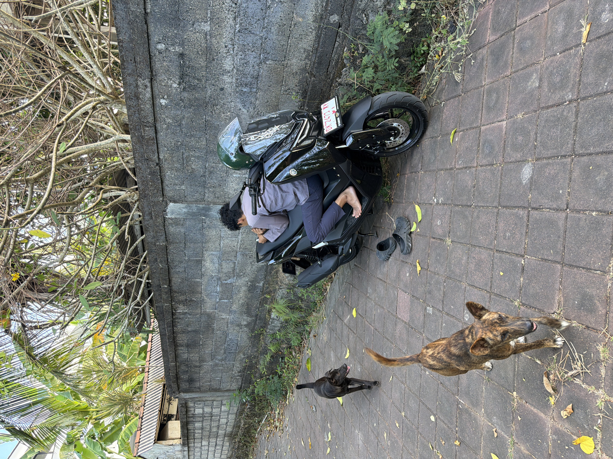 A person is resting on a black scooter parked on a tiled pathway. The person is wearing a light-colored long-sleeved shirt and dark pants, with their head resting on their arms. A green helmet with a clear visor is placed on the scooter's handlebars. Two dogs are on the pathway; one is black and walking away from the camera, while the other is brindle-colored and walking towards the camera. A pair of black slip-on shoes are on the ground near the scooter. The pathway is bordered by a low concrete wall, behind which is vegetation and a building with a corrugated roof. The scene appears to be in an outdoor urban environment, possibly in Kuta Selatan, Indonesia, given the style of the wall and vegetation. The lighting suggests it is daytime.