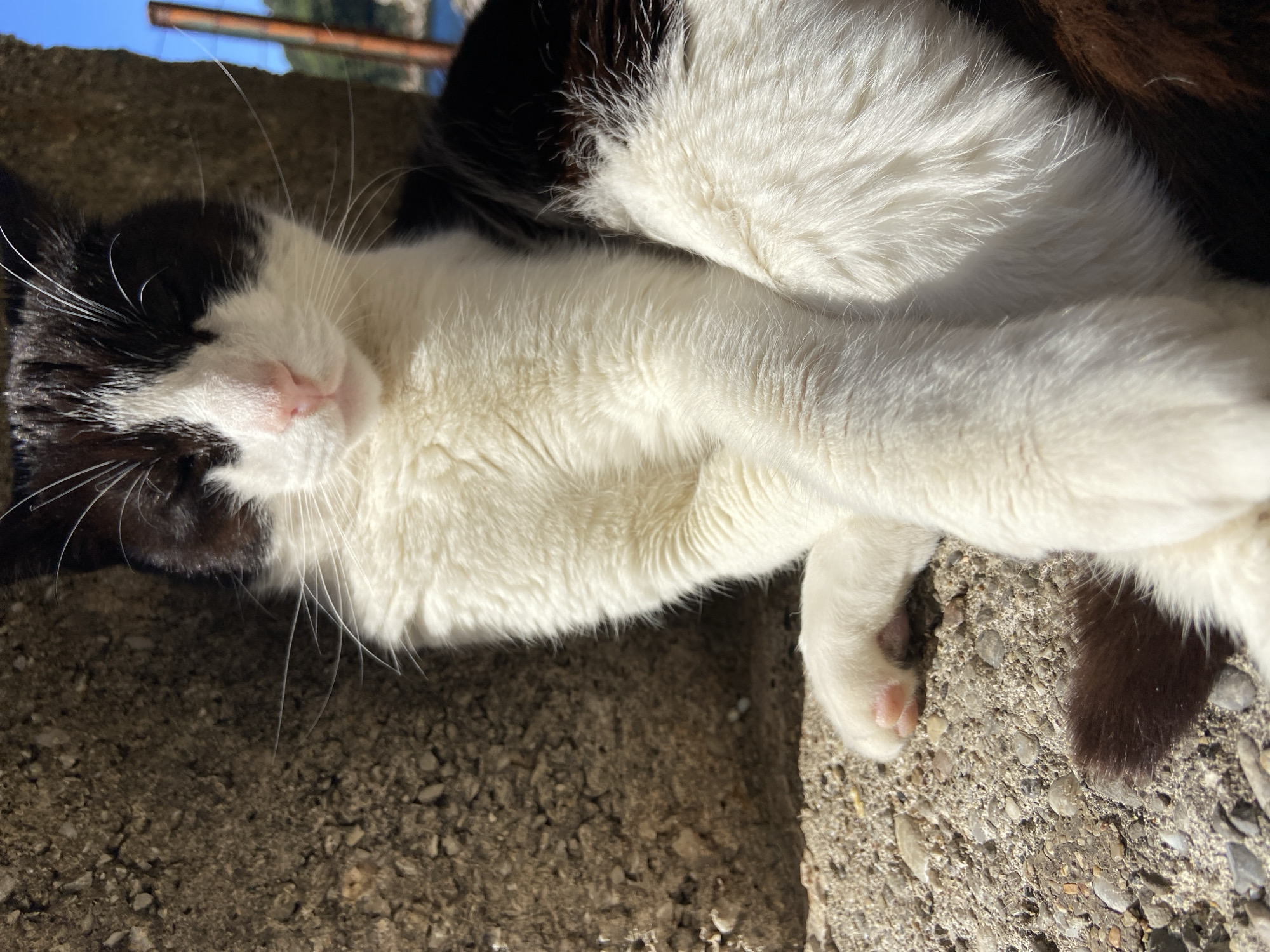 A black and white cat lies asleep on a concrete surface. The cat is mostly white with black markings around its face. The surface is grey and appears to be outdoors. The background includes a glimpse of blue sky and some linear objects. It is possible this photo was taken in Budva, Montenegro.