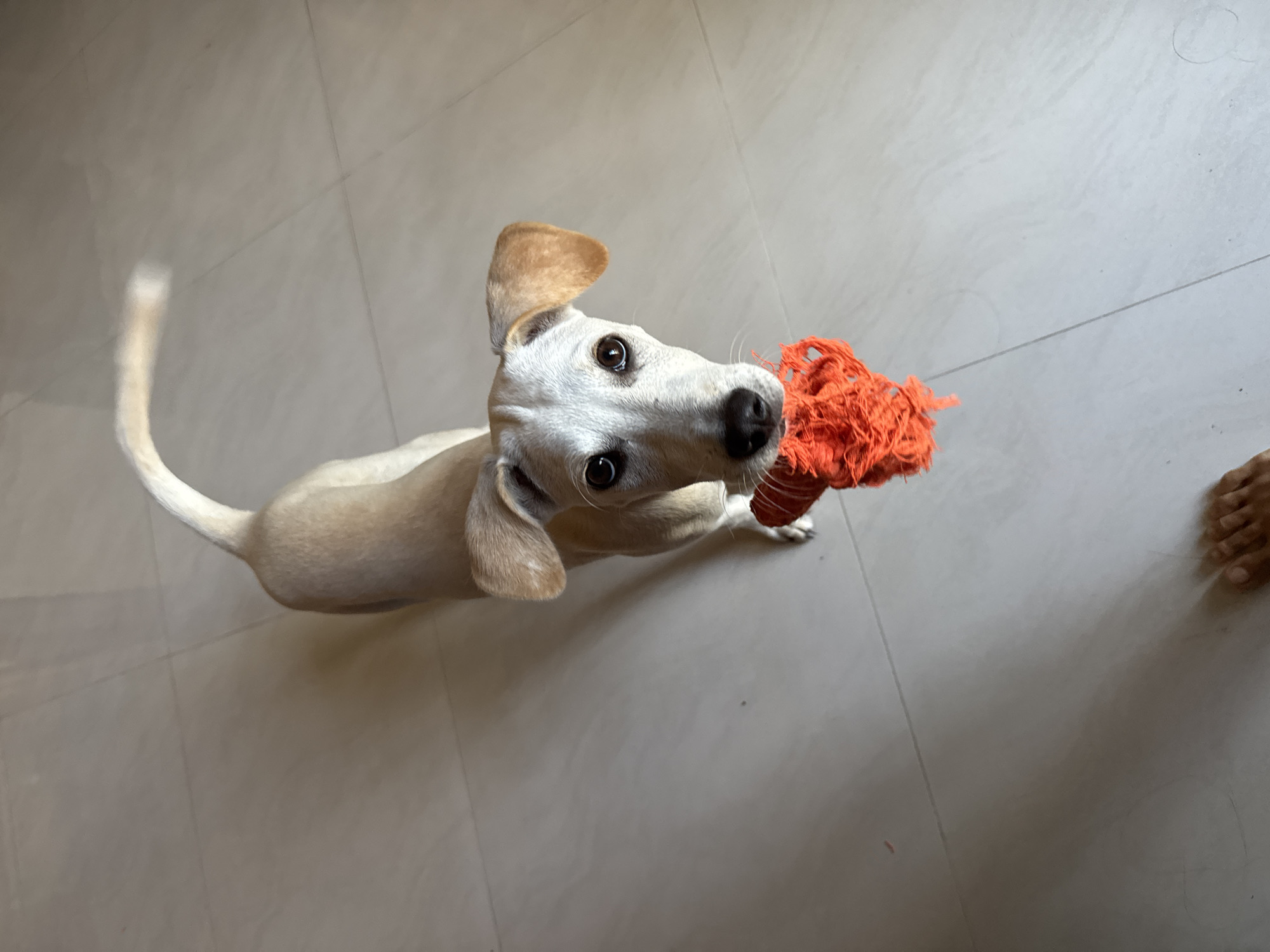 A tan-colored dog with large ears and dark eyes is standing on a tiled floor, holding an orange rope toy in its mouth. The dog is looking directly at the camera. The floor is light-colored and appears to be indoors. A human foot is visible in the bottom left corner of the image. The scene is consistent with a domestic setting in Baan Nok Sai, Thailand.