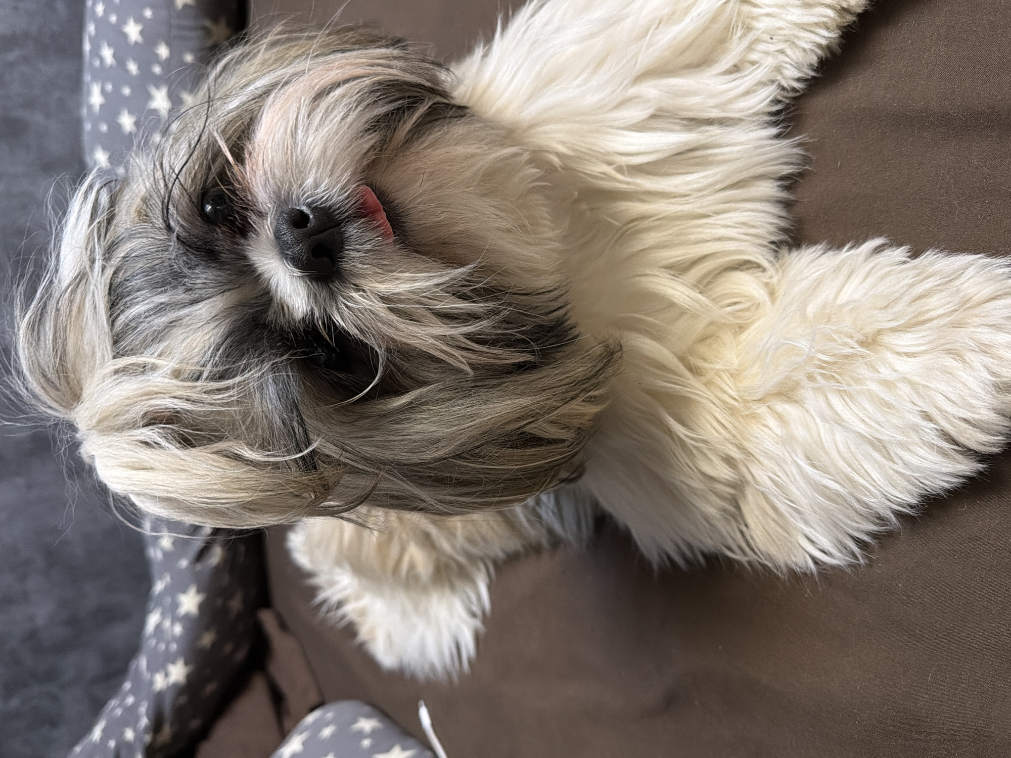 A close-up, slightly skewed view captures a Shih Tzu lying down. The dog has a gray and white coat with its tongue slightly protruding. It's resting on a brown surface, presumably a bed or cushion, with a gray and white star-patterned fabric visible in the background. The scene is indoors.
