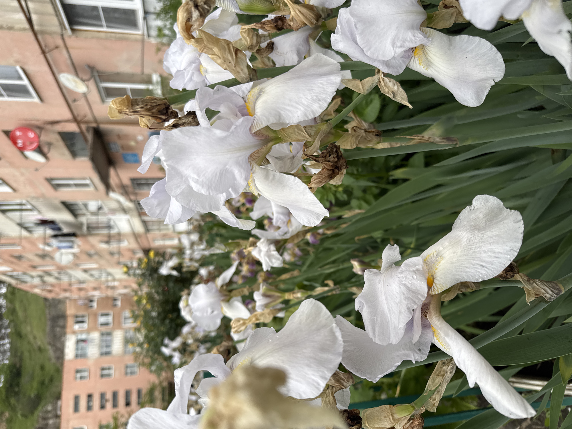 The image depicts a close-up view of white irises, with a blurry background showing buildings in what is presumed to be Karachayevsk, Russia. The flowers are in various states, with some fresh and open, and others appearing wilted and brown. The background buildings are several stories high and appear to be residential. A red satellite dish is visible on the building. The perspective is slightly skewed as if the image was taken at a tilted angle.