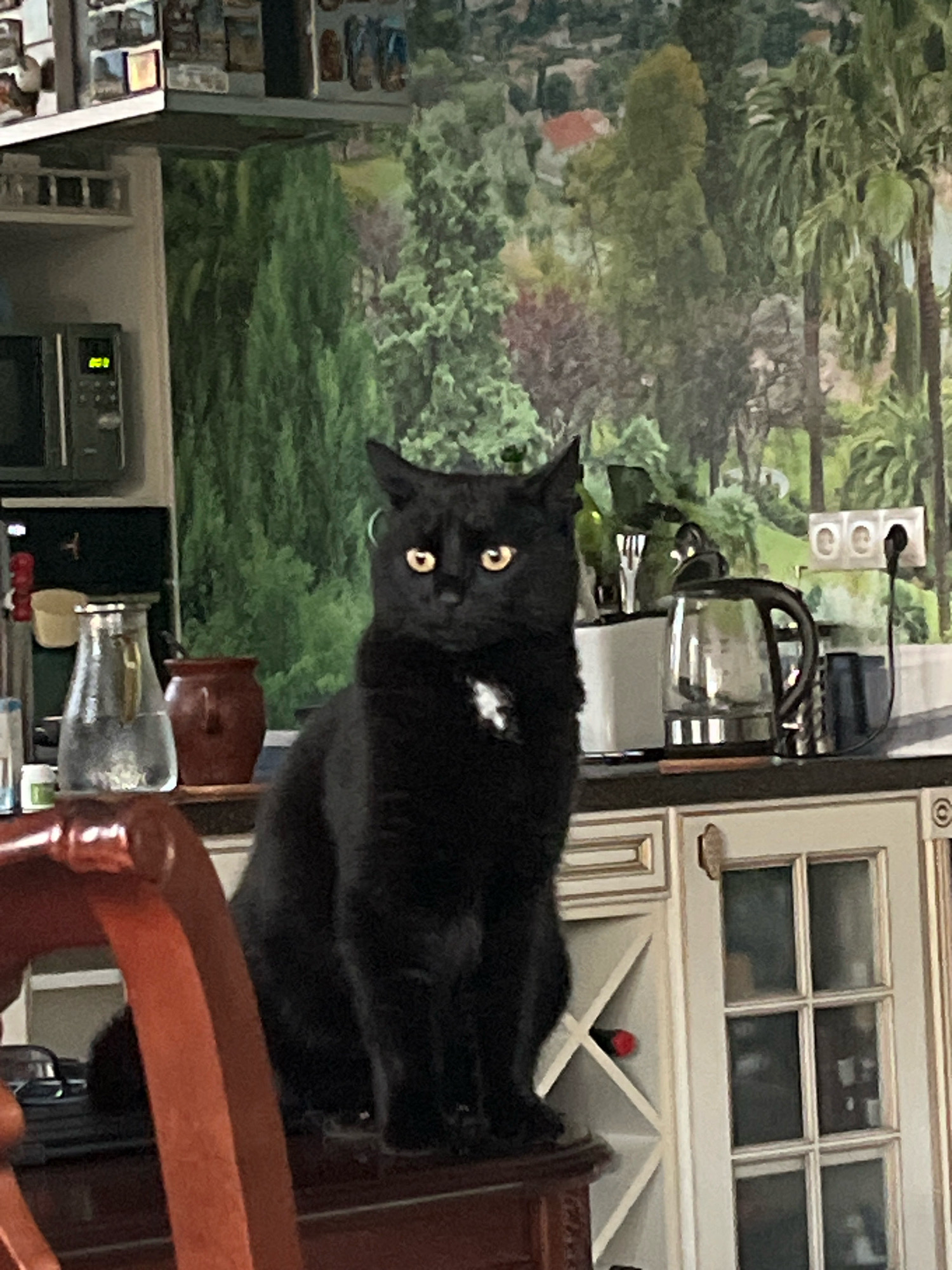 A black cat with bright yellow eyes sits on a dark wooden surface in a kitchen. The cat is facing the camera, with its ears perked and its body angled slightly to the right. A small patch of white fur is visible on its chest. In the background, a wall mural depicts a lush, green landscape with trees and houses. A microwave is visible to the left of the cat, and to the right, a glass kettle and electrical outlets are present. The kitchen cabinets have a light-colored finish with decorative trim. A wooden chair is partially visible in the foreground. The setting appears to be an indoor domestic environment, potentially a kitchen.
