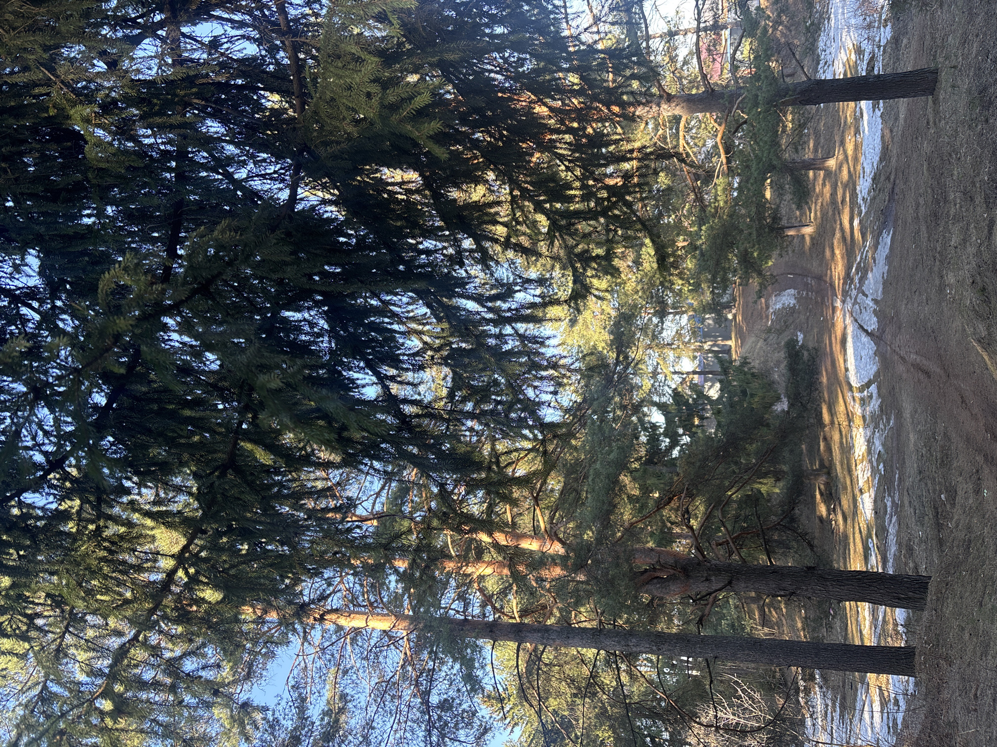 The image displays a serene outdoor scene in a coniferous forest or park, located in Chaikovsky, Russia. The perspective is from a low angle, looking upwards into the dense canopy of evergreen trees. Dominant dark green needles of pines or spruces fill much of the frame, with sections of clear blue sky peeking through the branches.
Bright, direct sunlight filters through the foliage, creating illuminated highlights on some branches and casting long, distinct shadows across the scene. This light suggests either an early morning or late afternoon, often referred to as the golden hour. The ground below the trees is covered with dry, brown grass and earth. Scattered patches of melting snow are visible, particularly along the edges of a winding dirt path or trail that meanders through the trees. Several sturdy tree trunks rise vertically from the forest floor, some catching the sunlight while others remain in shadow.
No human figures or explicit activities are depicted, emphasizing the natural tranquility and quietude of the landscape. The presence of snow indicates that the photograph was taken during late winter or early spring. The overall impression is one of peaceful solitude within a natural environment bathed in crisp, clear light. There is no visible text in the image.