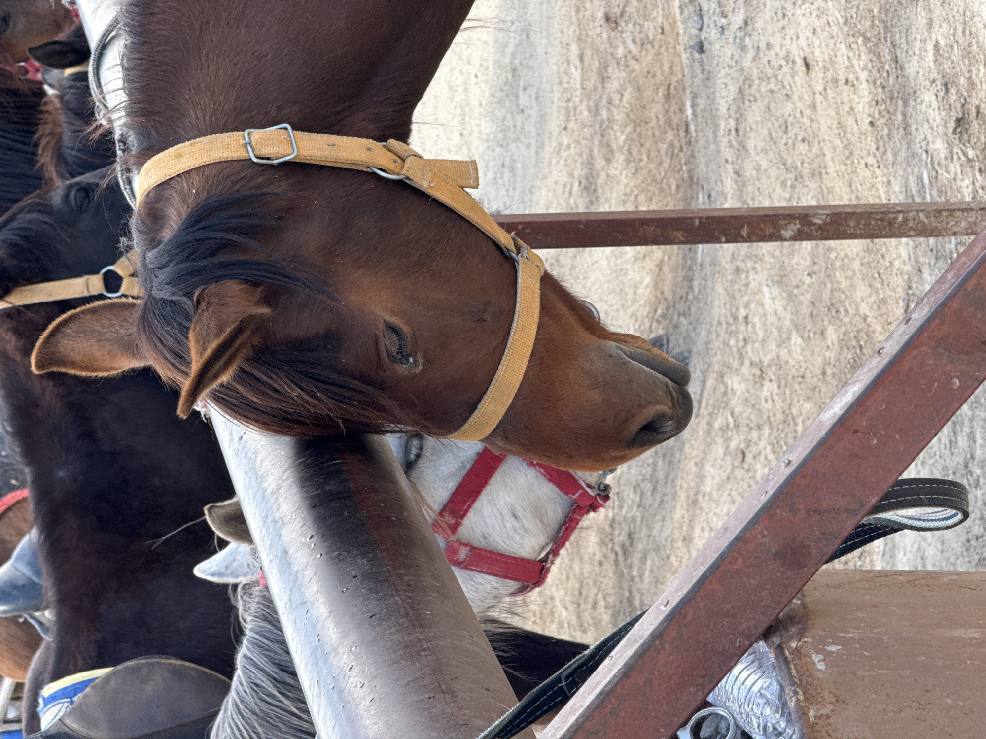 This close-up, vertically oriented image features several horses in what appears to be an outdoor holding or stable area, likely in Göreme, Turkey. The most prominent subject is a brown horse in the foreground, its head facing towards the right of the frame, wearing a yellow fabric halter with metal buckles. Its dark brown mane is visible along its neck.
Behind the main horse's neck, a darker brown or black horse is partially visible, also equipped with a halter. Further back and to the right, peeking from behind a thick, dark metal pole, is a lighter-colored horse, possibly grey or white, distinguished by a red halter. The horses appear calm and are positioned close together.
The setting includes various metal structures. A thick, dark metal pole runs vertically through the middle of the frame, partially obscuring the horses behind it. A thinner, rusty horizontal bar is visible in the upper right background, and another diagonal rusty bar occupies the bottom right, near a strap with blue and white stripes and a partially visible clear plastic bottle. The background is a light, textured surface, suggesting ground or a wall, possibly concrete or packed earth. The scene is illuminated by bright daylight, indicating clear weather. No specific activity beyond standing or resting is depicted, and no text is visible in the frame.