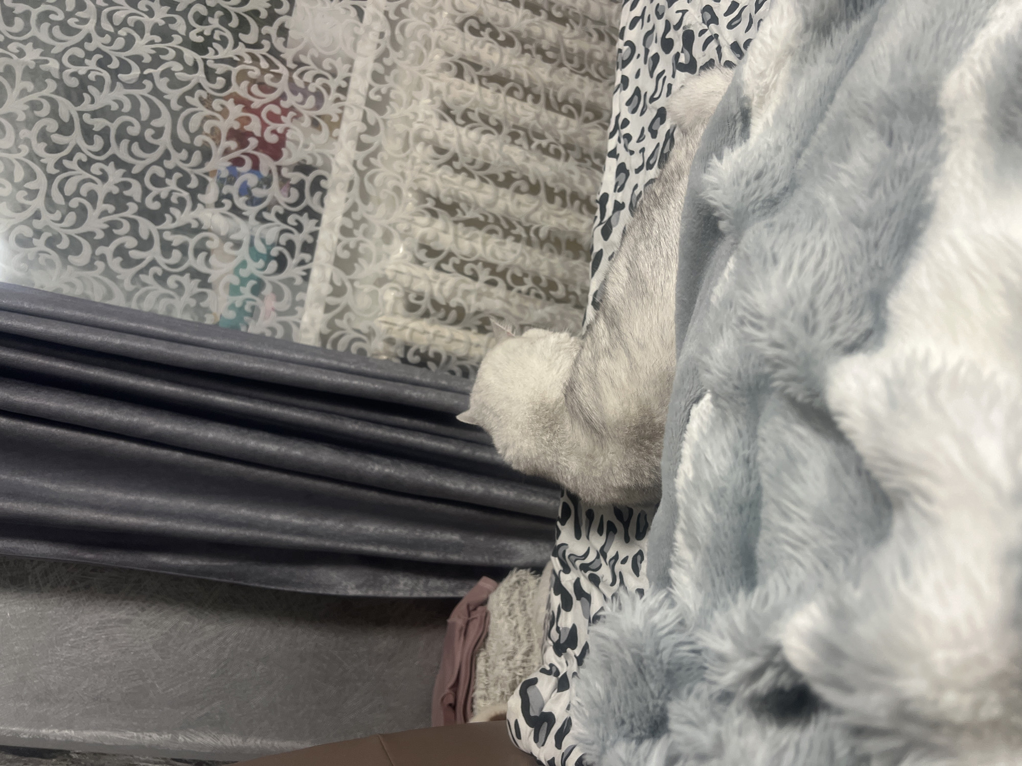 A gray cat with white fur peeks out from behind a fluffy gray and white blanket. The cat is lying on a patterned fabric with black and white splotches, possibly a leopard print. To the left of the cat are some draped gray curtains. Behind the curtains, a white patterned sheer fabric with a floral design is visible. The scene appears to be indoors, with the lighting suggesting it could be daytime, but the lack of external cues makes it difficult to determine the time of day or weather. The overall atmosphere is cozy and relaxed, with the cat appearing comfortable and content. No text is visible in the image.