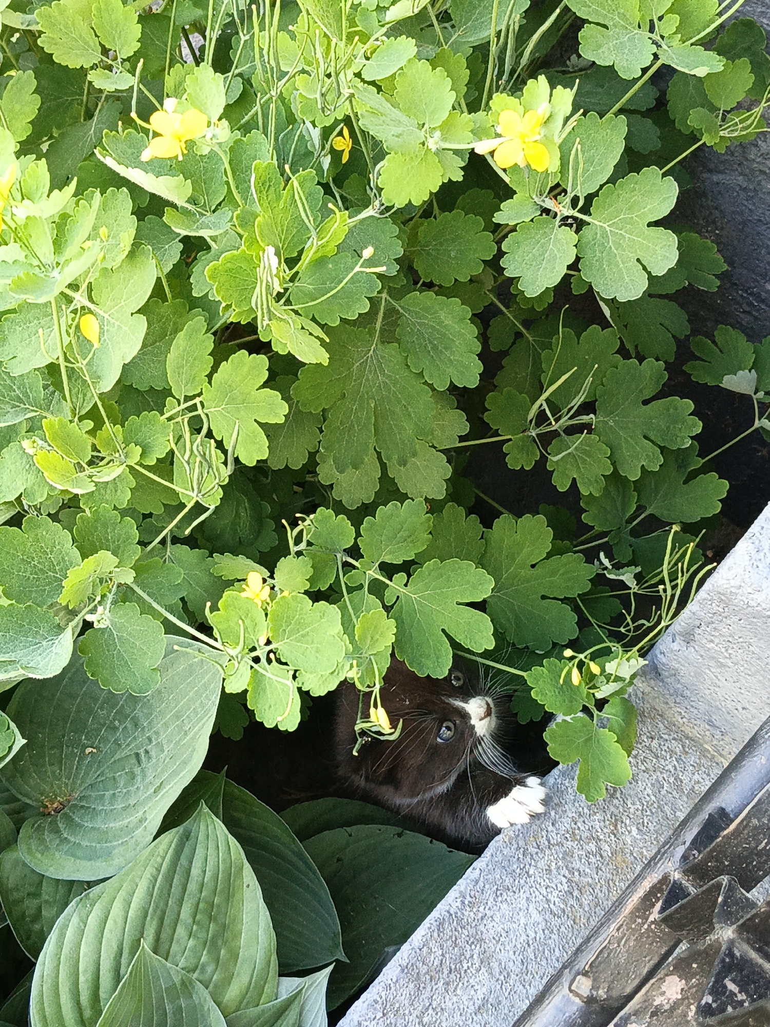 A dark-furred cat with white markings is partially concealed amidst dense green foliage. The foliage consists of plants with rounded, scalloped leaves and small yellow flowers. The plants are growing in what appears to be a raised planter or container constructed from concrete. A portion of a black metal structure is visible near the edge of the planter. The scene is likely located in an outdoor urban or suburban setting. I cannot confirm the location.