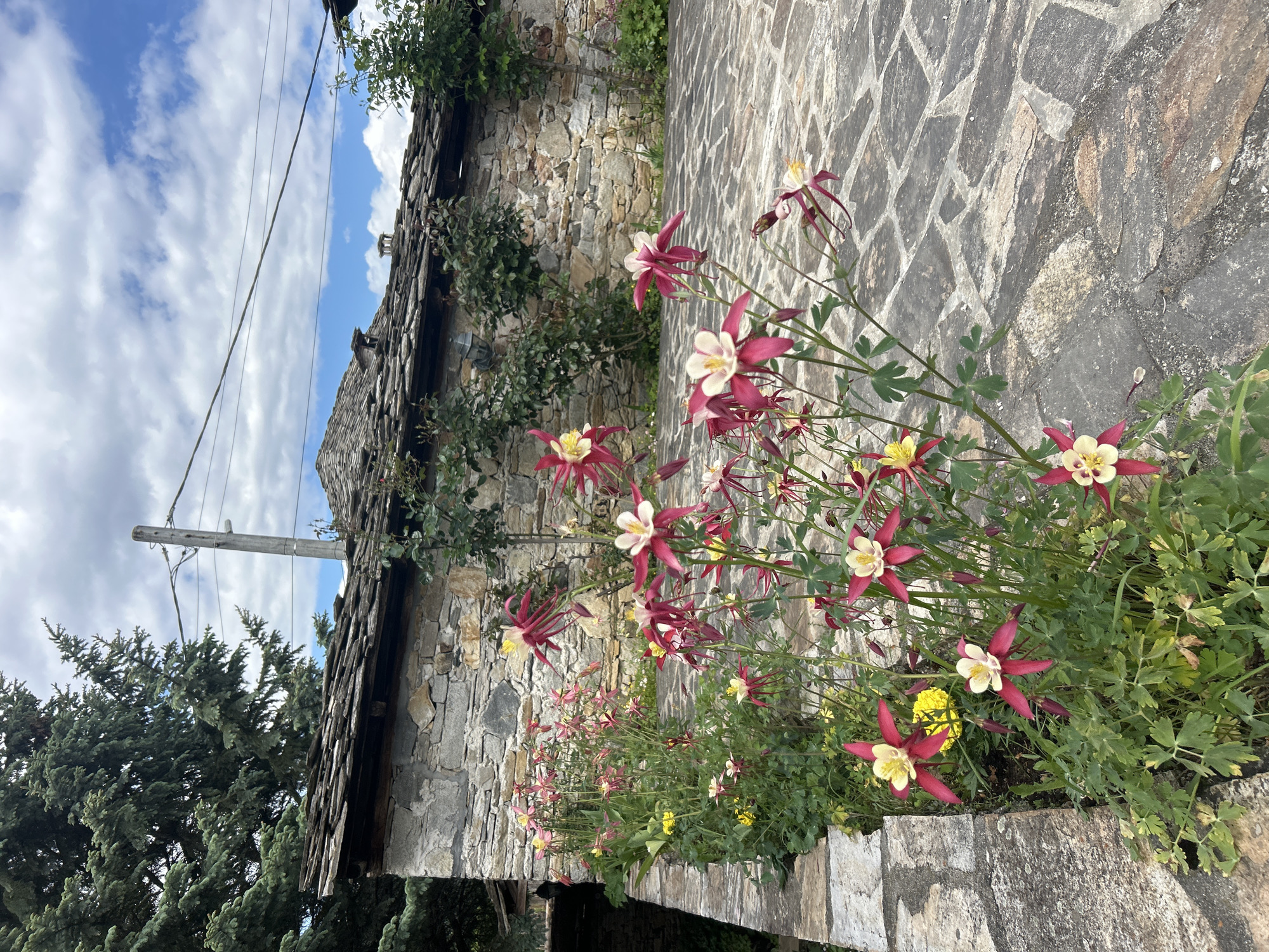 A stone walkway and building in Dolen, Bulgaria, are showcased in this slightly tilted, eye-level outdoor shot. The walkway, made of irregularly shaped gray stones, leads past a stone building. A variety of red and yellow wildflowers grow along the edge of the walkway, adding color to the scene. The building is constructed from weathered gray stones and has a traditional slate roof. In the background, a blue sky with white clouds is visible, alongside a tall green tree and a utility pole. The scene evokes a sense of rustic charm and natural beauty.
