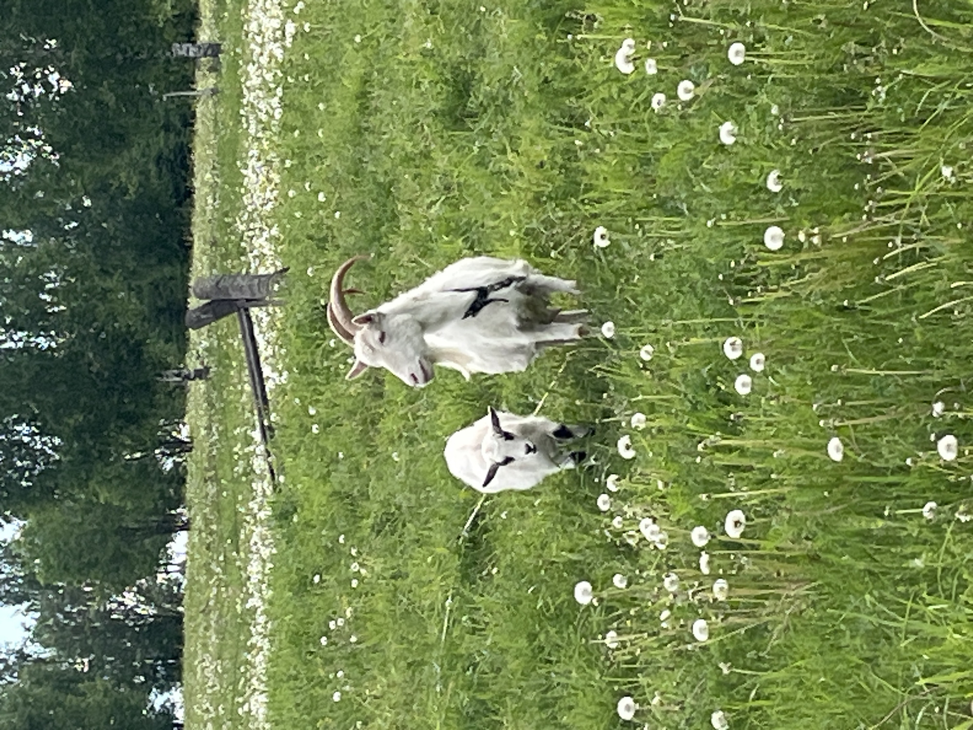 Two white goats graze in a grassy field, dense with dandelions. The location appears to be rural, with trees visible in the background. A wooden structure is also present near the edge of the field. The scene's precise location in Ludorvay, Russia, cannot be determined from the visual information provided.