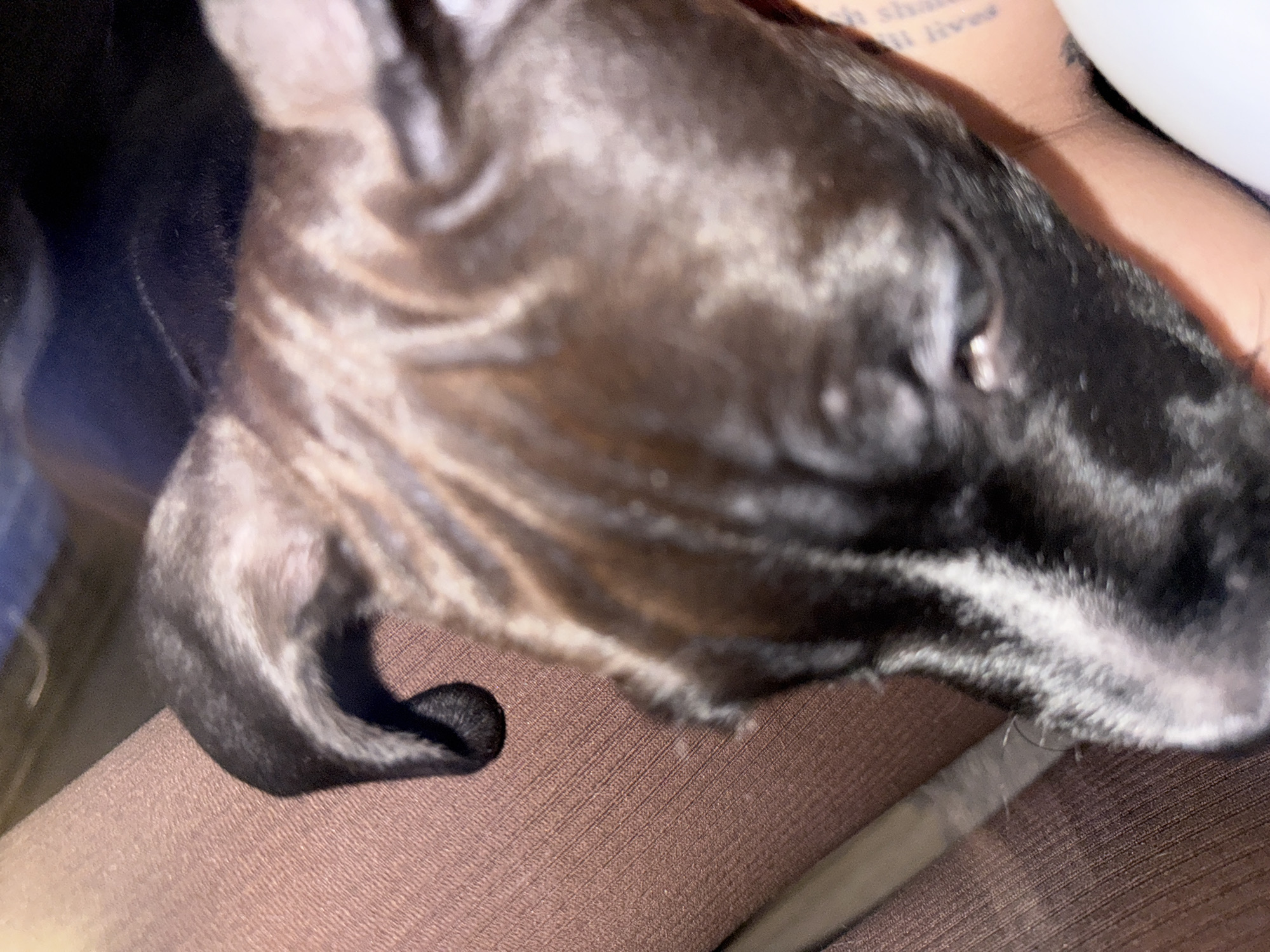 A close-up, slightly blurred image features a dark-furred animal, likely a dog, resting. The animal's head, with shiny black or very dark brown fur, occupies the central and left portions of the frame. One ear is visible, appearing relaxed and curled. Its eyes are partially closed, suggesting the animal is sleeping or very calm.
In the upper right quadrant, a human arm or hand is visible, adorned with a tattoo. Portions of the tattoo text are discernible, appearing to spell out "which shall all lives" or a similar phrase. The animal is resting on or against a textured brown fabric, which could be clothing or upholstery. A subtle, thin, light-colored linear object, possibly a loose thread or strand, stretches diagonally across the brown fabric in the lower right. A bright, light-colored object, potentially a pillow or a piece of bedding, is present in the upper right background. The overall scene conveys a peaceful, indoor setting.