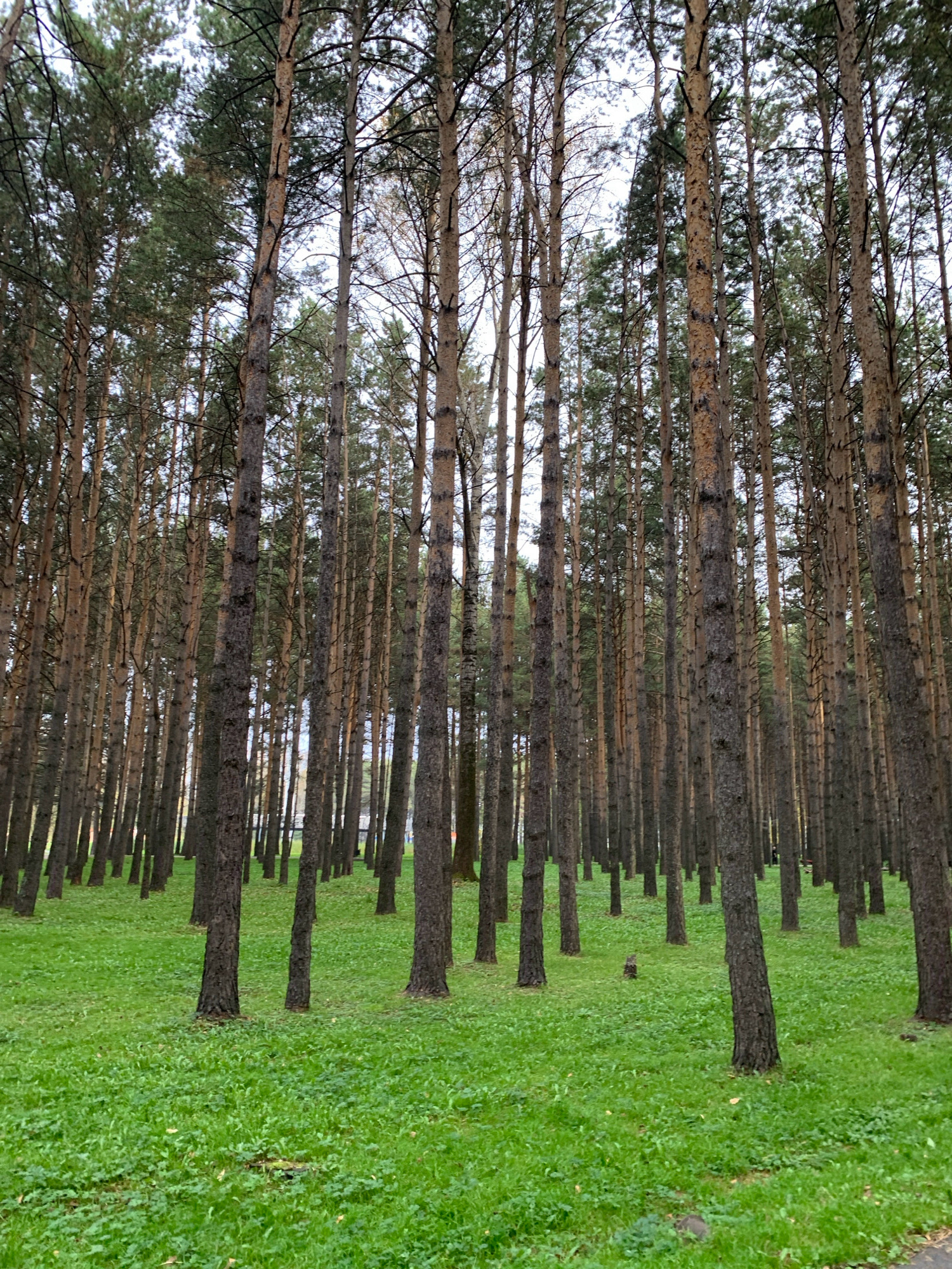 The image depicts a densely wooded area with tall, slender pine trees. The ground is covered in vibrant green grass, with some fallen leaves scattered throughout. The trees are arranged in rows, suggesting a planted forest or park. The lighting suggests it is daytime, possibly overcast. The scene appears to be a natural or landscaped outdoor environment. There are no visible people or animals. The image does not provide any specific indicators of its location within the city of Prokopyevsk, Russia.