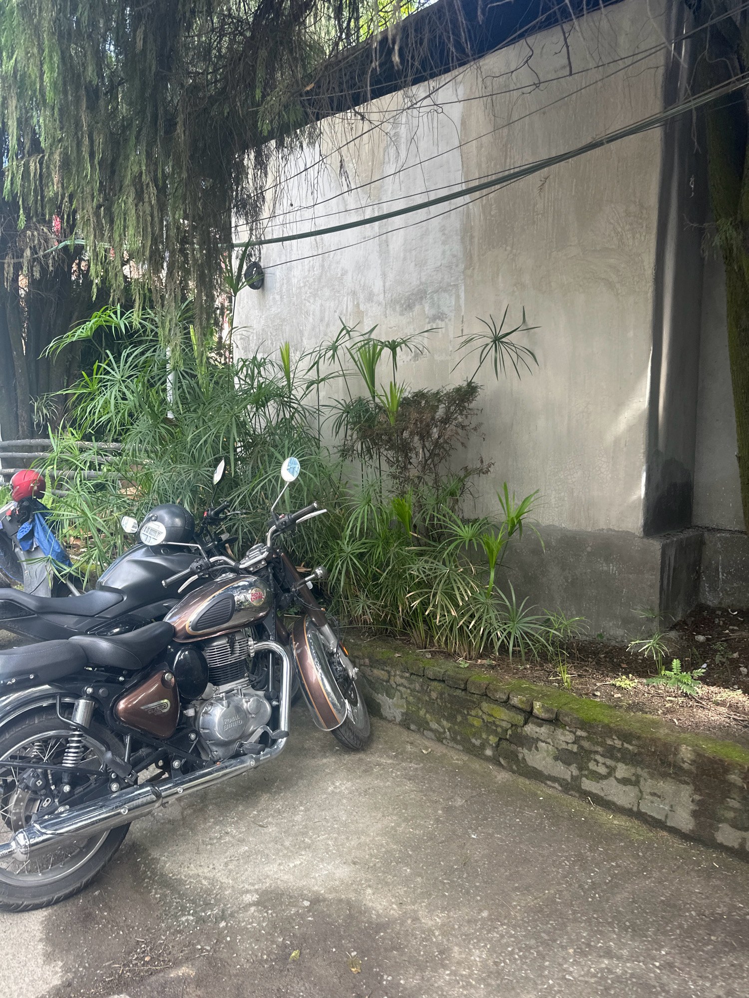 This image depicts two motorcycles parked outdoors in a city setting. The foreground is dominated by the rear and side of a classic-style motorcycle, featuring a prominent chrome exhaust pipe, spoked wheels, and a brown fuel tank with a "Royal Enfield" logo. A black motorcycle is parked behind it. In the background, a textured concrete wall with some visible graffiti or water stains runs horizontally. Overhanging from the left side of the frame are thick, wispy branches of a tree, possibly a weeping fig or willow. Lush green plants, including some with palm-like fronds, are growing in front of the wall and along a low, moss-covered brick retaining wall. The scene appears to be in Lalitpur, Nepal, suggested by the presence of a red helmet on the left, which is a common accessory for motorcyclists in the region. The lighting suggests it is daytime, with sunlight casting shadows on the wall.