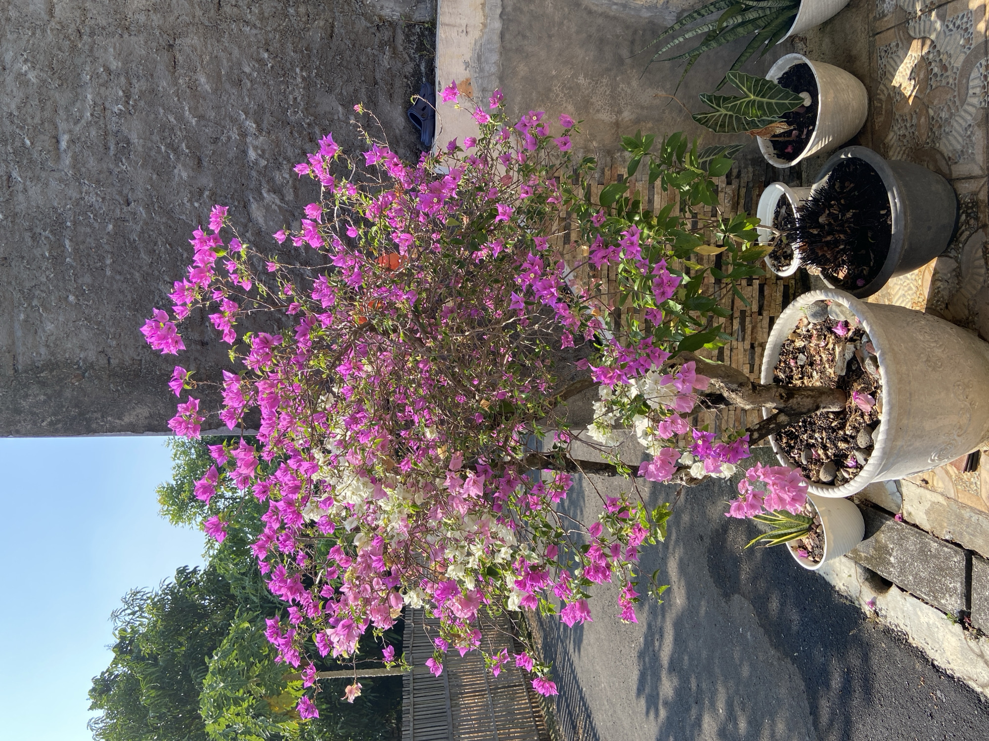 A bougainvillea tree with vibrant pink and white flowers is planted in a large, ornate pot. It is situated outdoors, likely in a residential setting in Margorejo, Indonesia, next to a rough, gray concrete wall. To the left of the bougainvillea, there is a paved area, a bamboo fence, and lush green trees. Several other potted plants, including a snake plant and an alocasia, are placed around the bougainvillea. The scene is bathed in bright sunlight, casting shadows on the ground.
