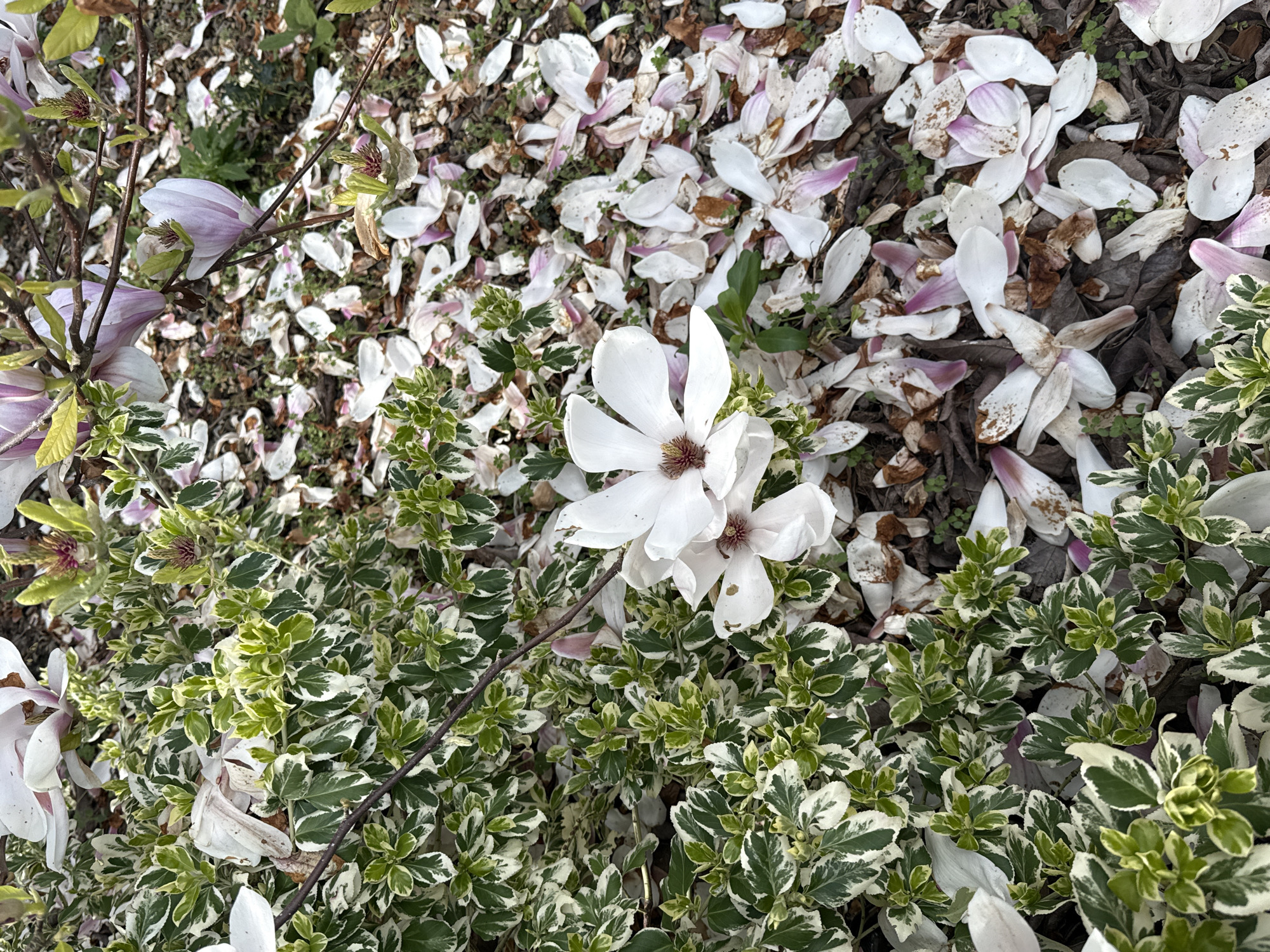 The scene features a ground-level view of a garden or park area. Discarded magnolia petals, white with pink or purple undersides, are scattered across the ground, intermixed with decaying leaves and ground cover. A vibrant patch of green and white variegated plants (possibly Euonymus fortunei 'Emerald Gaiety') fills a section of the foreground. Among the variegated plants, two white magnolia flowers are in full bloom, with their centers displaying a brown hue. In the periphery, branches with magnolia blossoms and some early leaves are visible. The location is indicated as Gorleston-on-Sea, United Kingdom, however, there are no people visible. The subject appears to be the aftermath of magnolia flowering, with the shed petals and blooms coexisting with ground vegetation.
