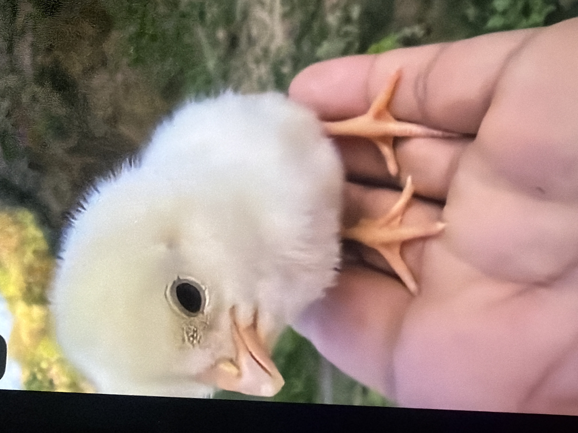A close-up, outdoor shot shows a yellow chick being held in a person's hand. The chick is facing left, with its beak slightly open and its eye visible. Its small orange feet are gripping the fingers of the hand. The background is softly blurred, with greenery suggesting an outdoor environment. The image is taken in Bukuru, Nigeria.