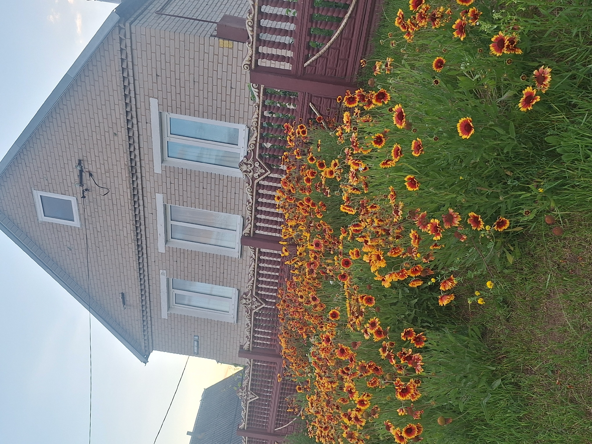 This image depicts a residential property in the Kapylsky Selsovet, Belarus, under a clear sky with soft lighting suggesting either early morning or late afternoon. In the foreground, a dense bed of vibrant blanket flowers, with petals ranging from yellow to deep red, covers the area in front of a decorative fence. The fence is constructed from dark red posts and panels, adorned with ornate white scrollwork on top. Behind the fence, a two-story house made of light brown brick is visible. The house features three prominent windows on the upper floor, each with white frames. A small, dark-colored roof extends over the windows. A sign with Cyrillic text and the number "6" is affixed to the brick wall, indicating the house number. To the left of the house, a portion of another building with a dark, textured roof is partially visible. The ground in front of the flowers is covered in green grass. The overall scene is a quiet, domestic exterior, showcasing a well-maintained garden in front of a brick dwelling.